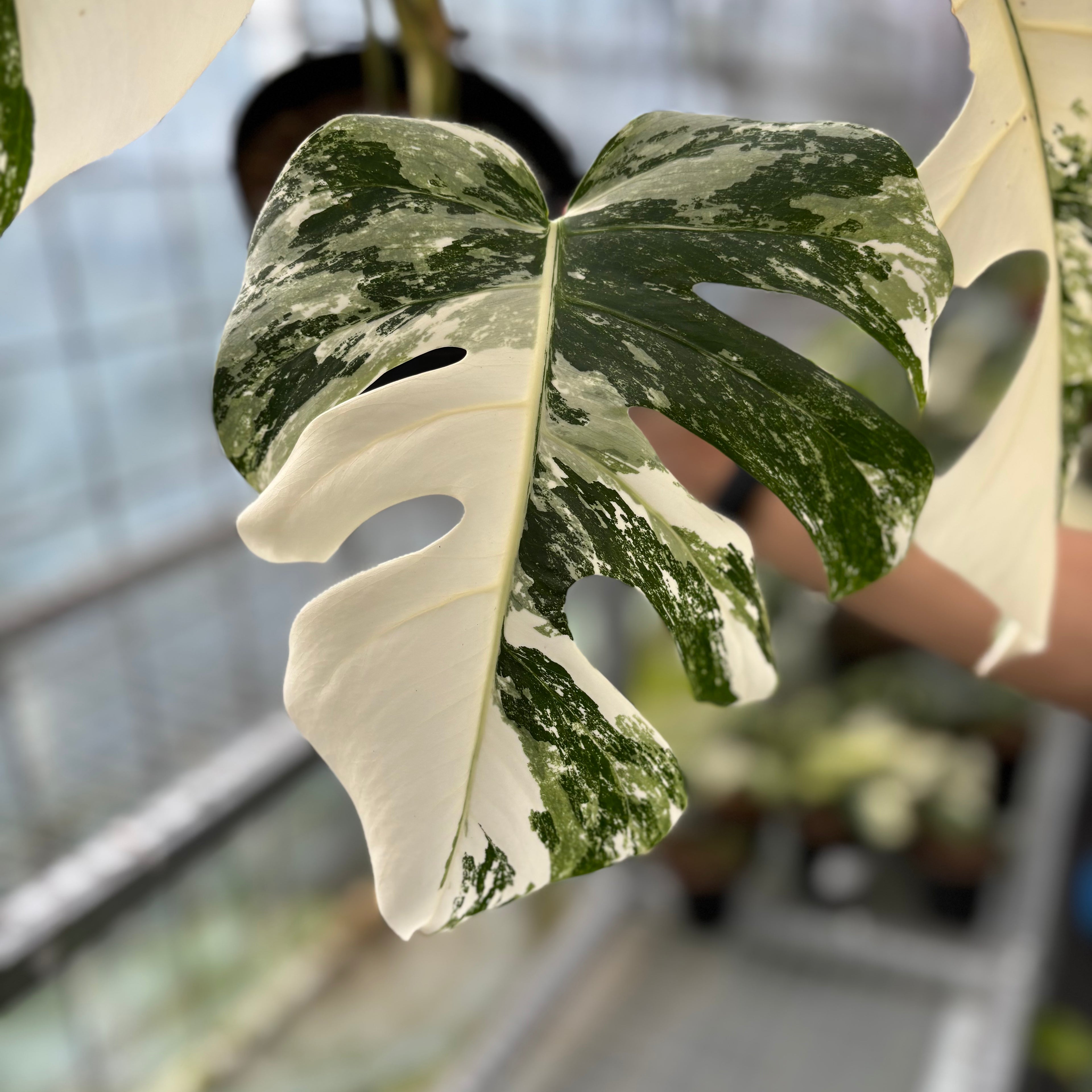Monstera albo white tiger