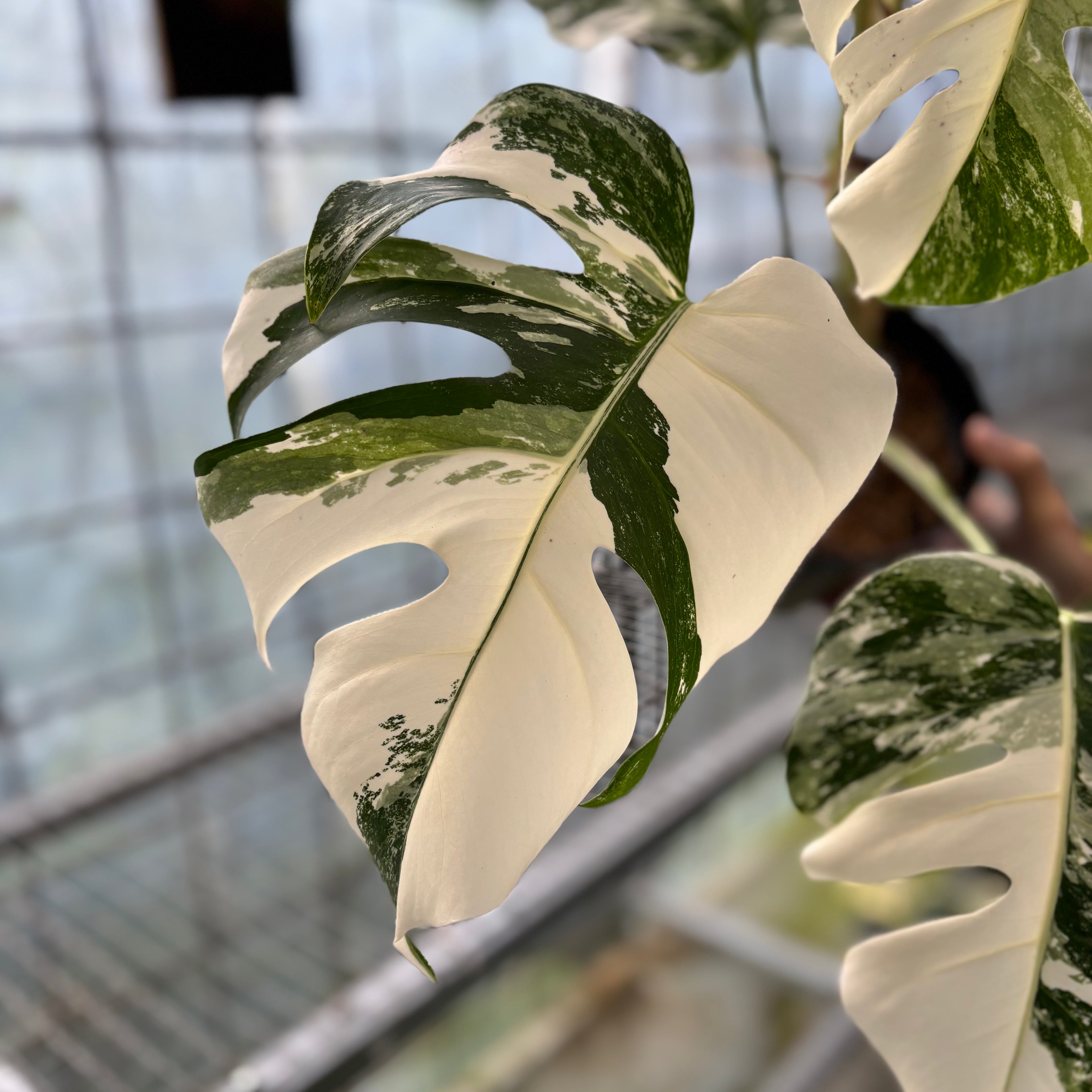 Monstera albo white tiger