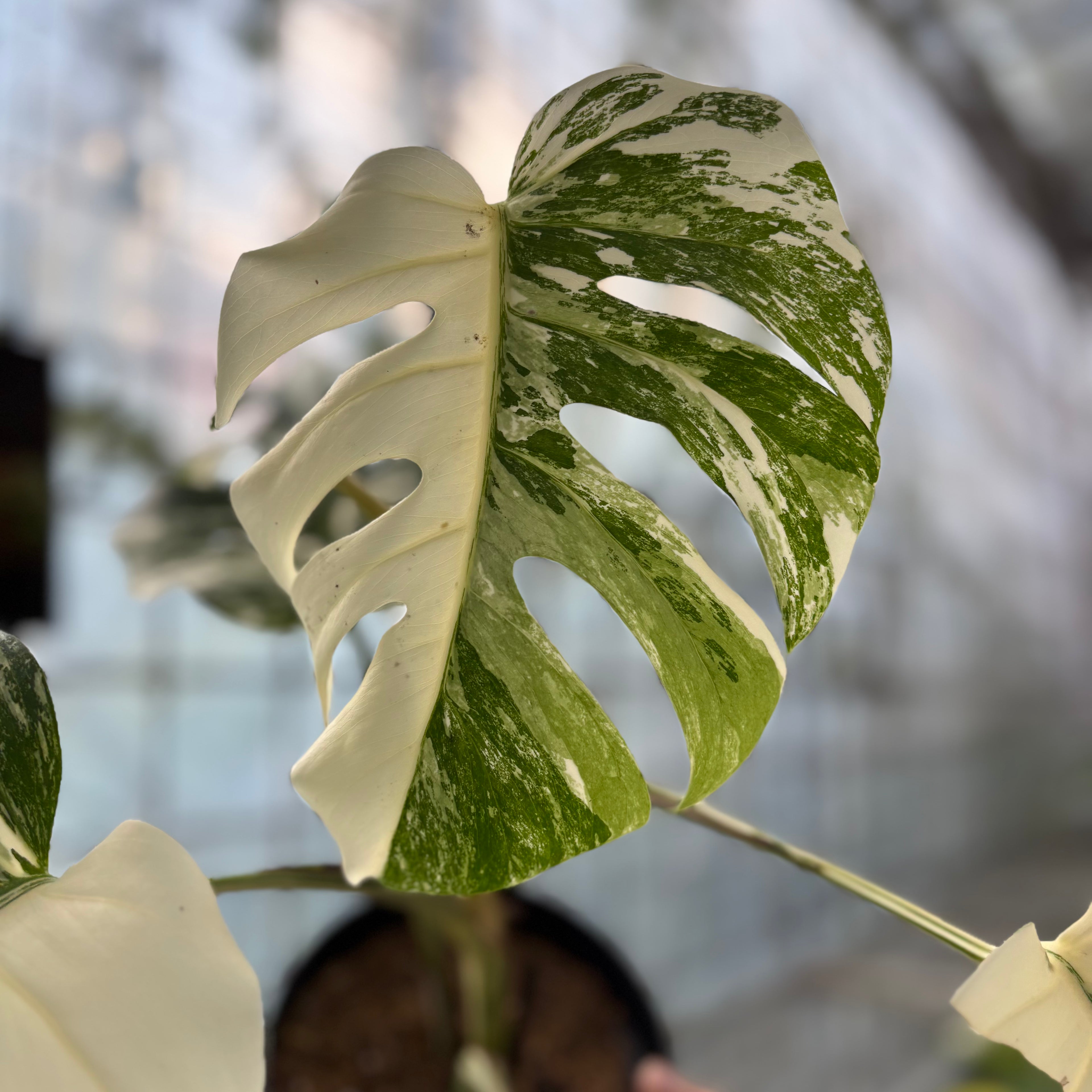 Monstera albo white tiger