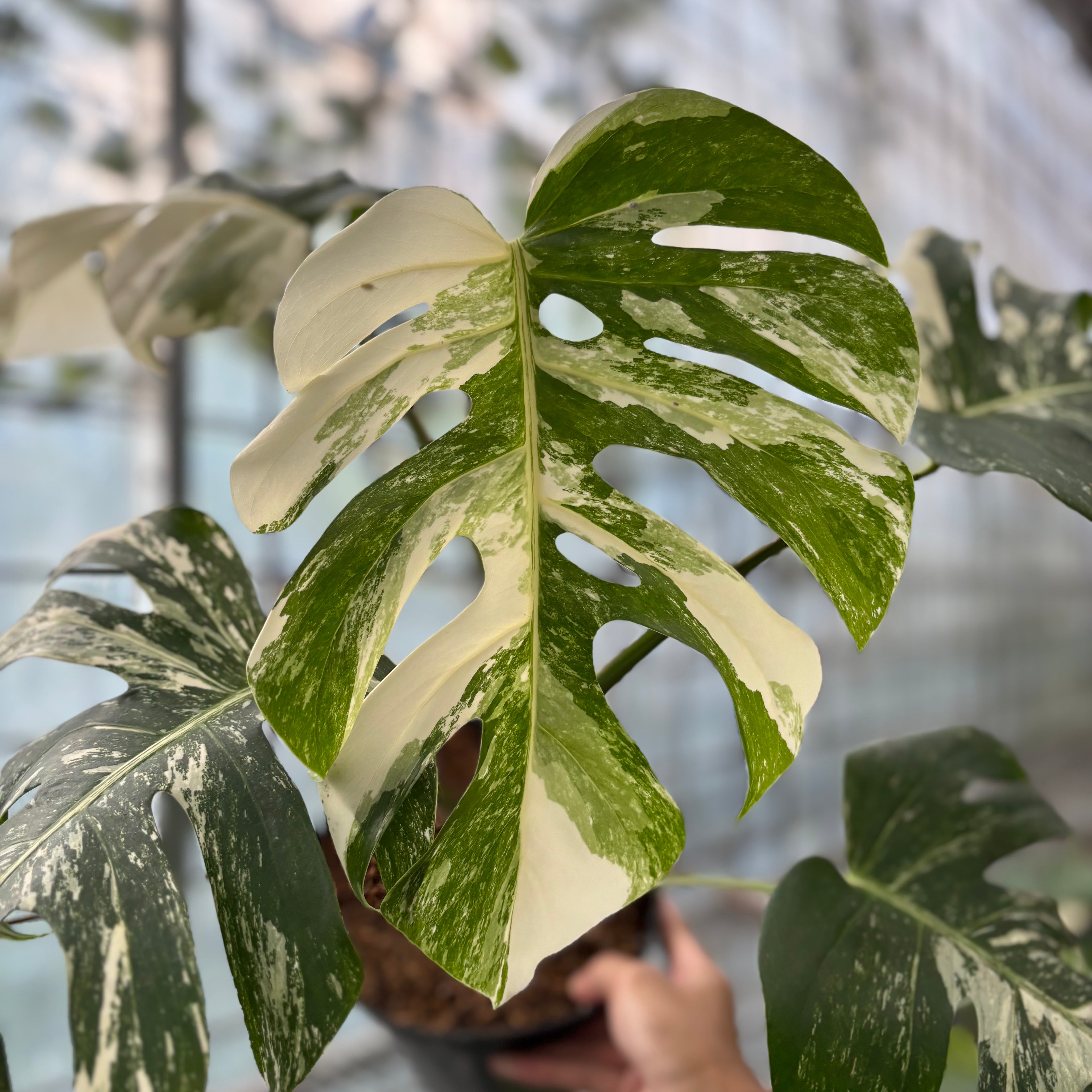 Monstera Albo Variegated