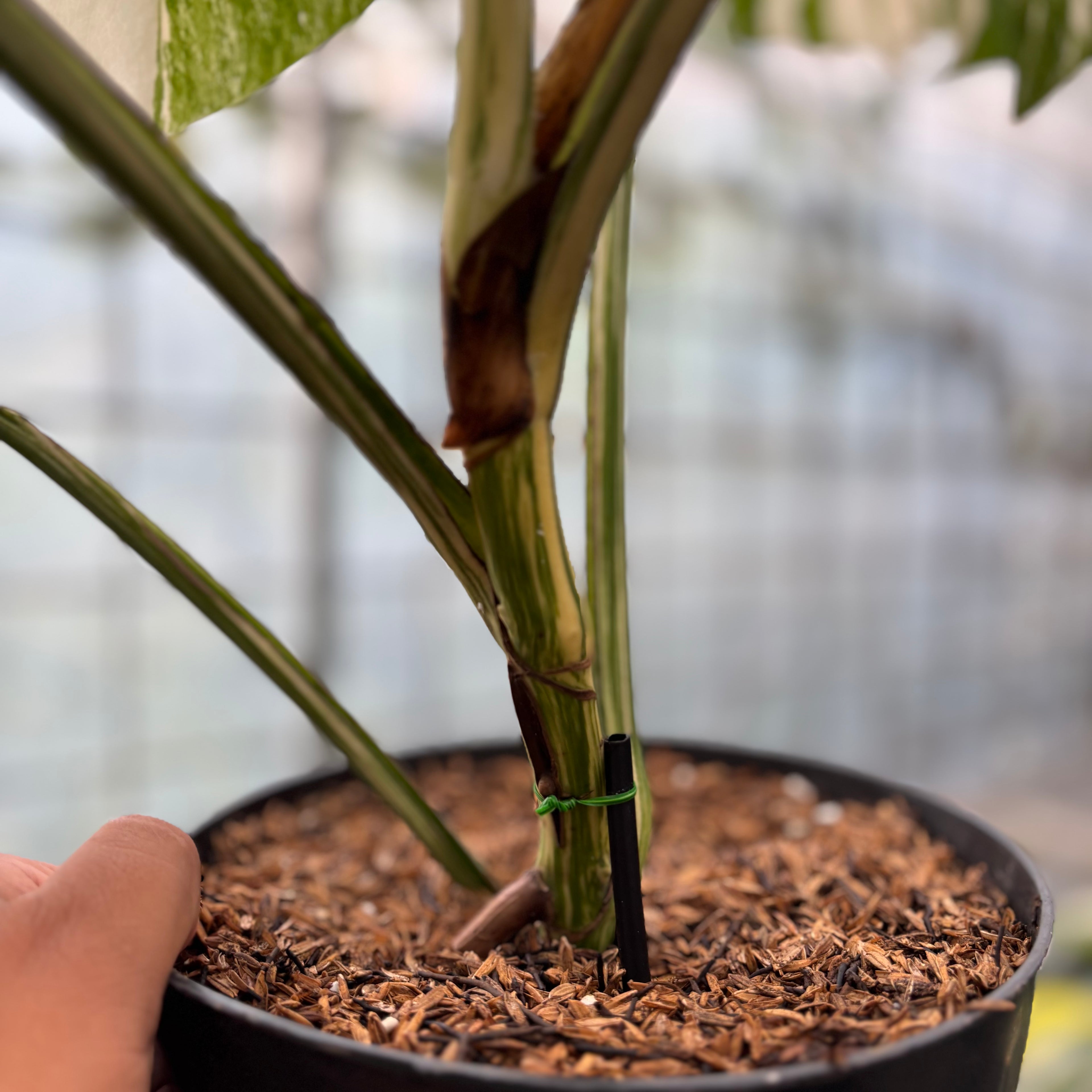 Monstera Albo Variegated