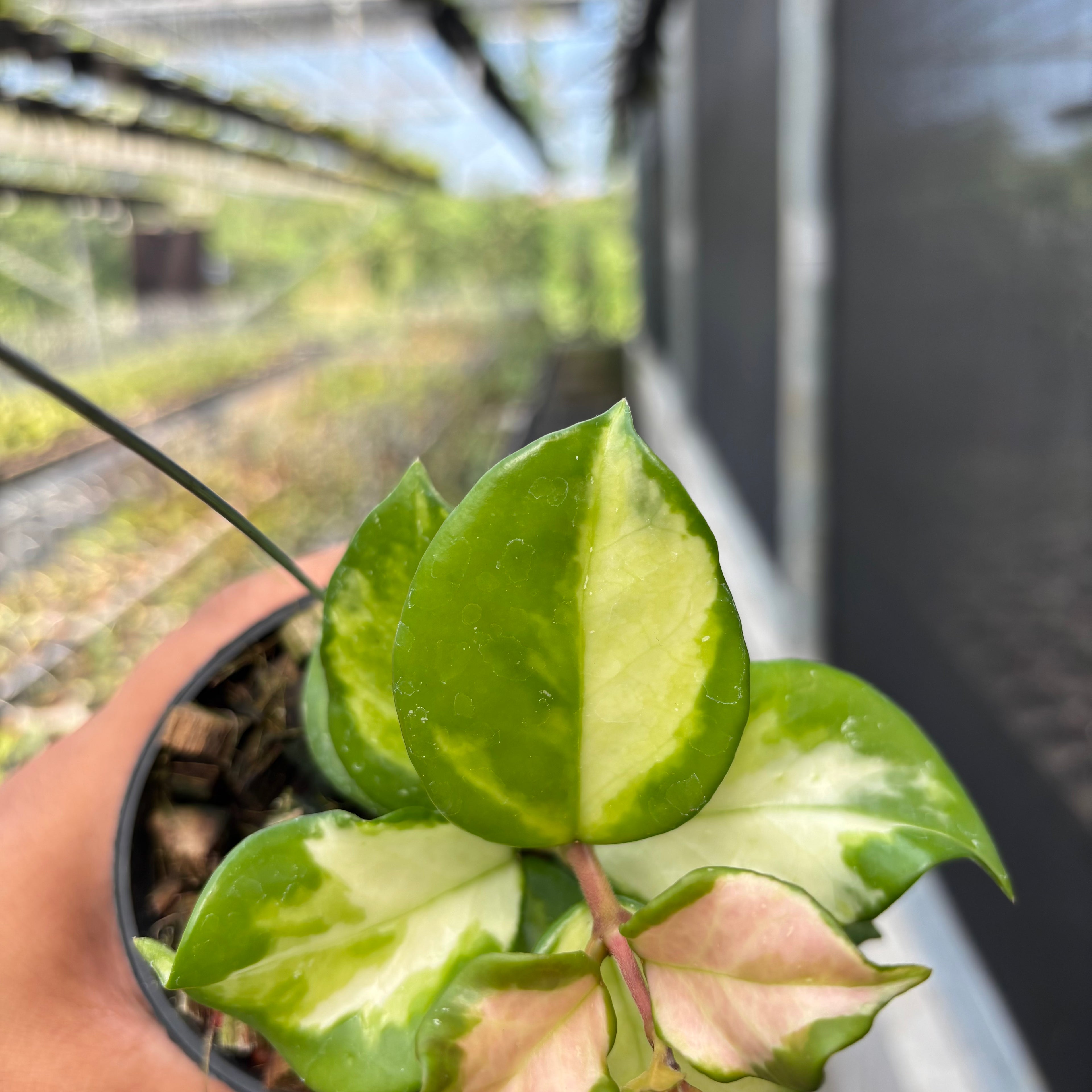 Hoya Carnosa "Frecles Splash" (Mutasi)