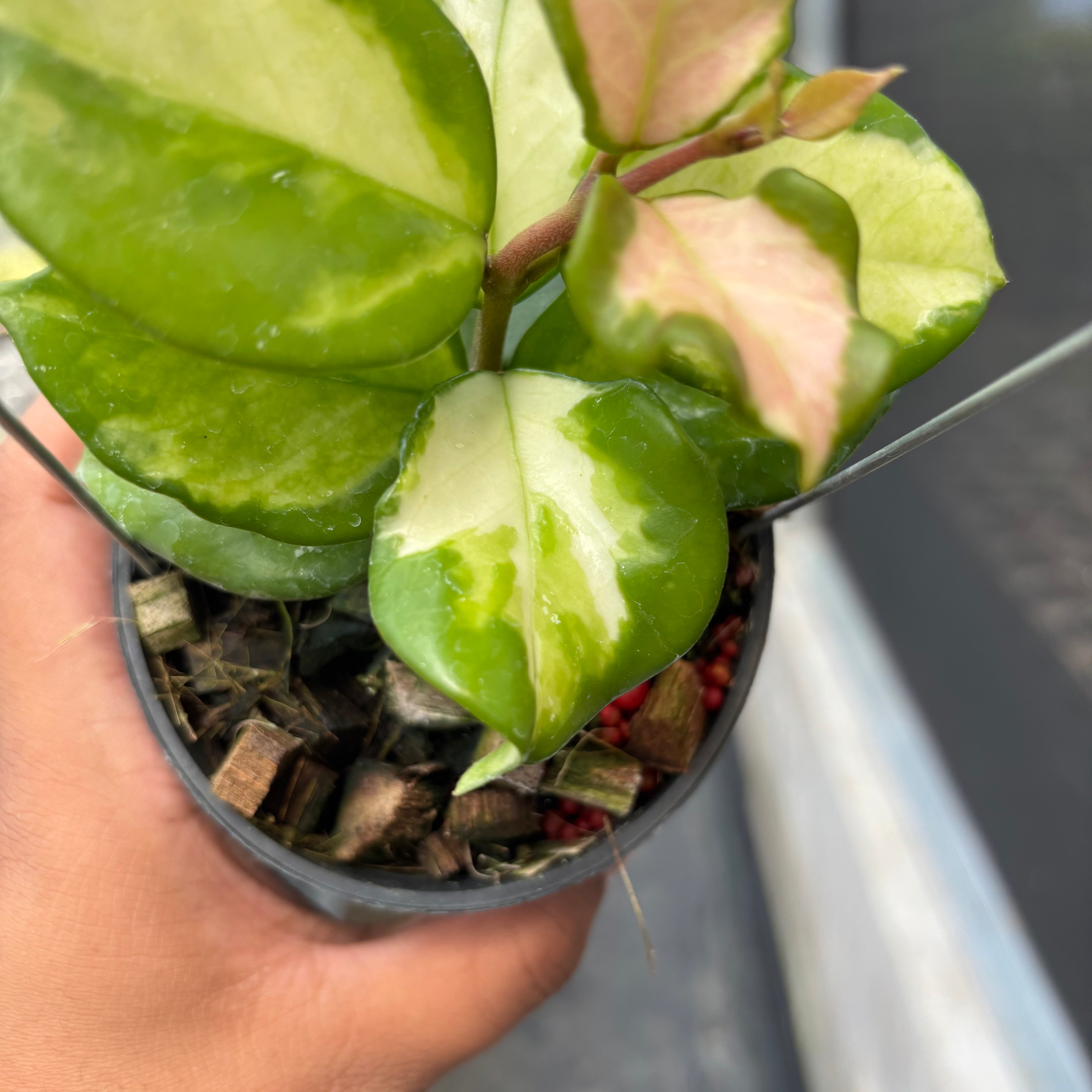 Hoya Carnosa "Frecles Splash" (Mutasi)