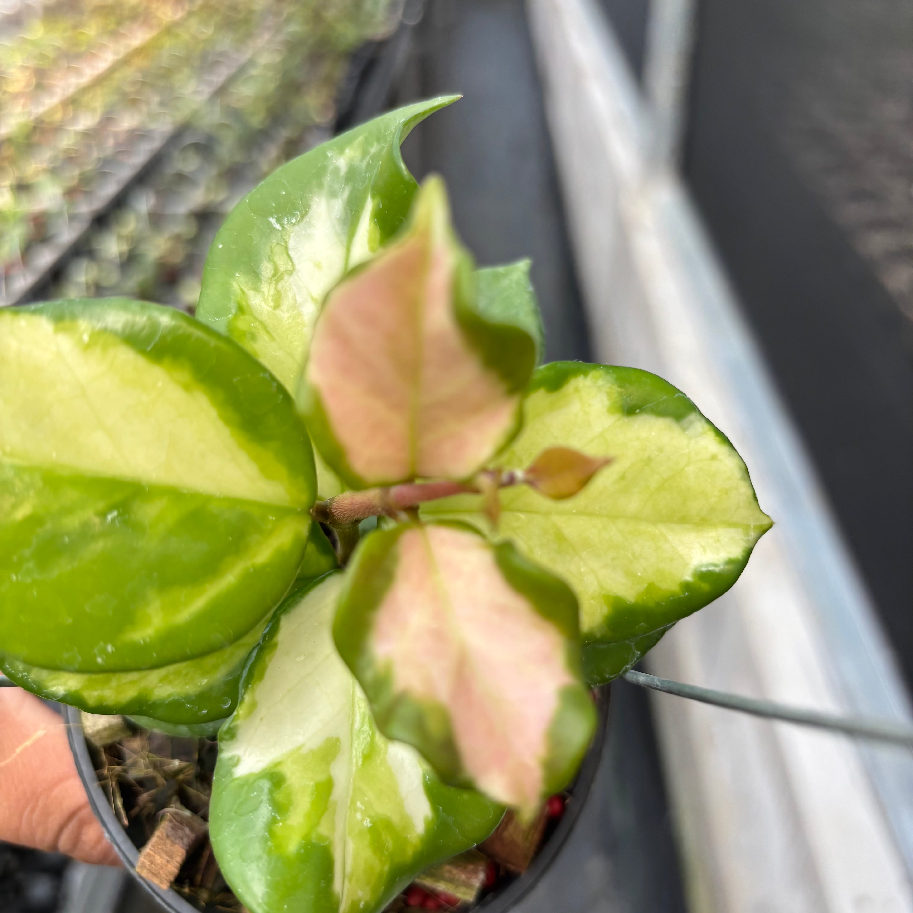 Hoya Carnosa "Frecles Splash" (Mutasi)