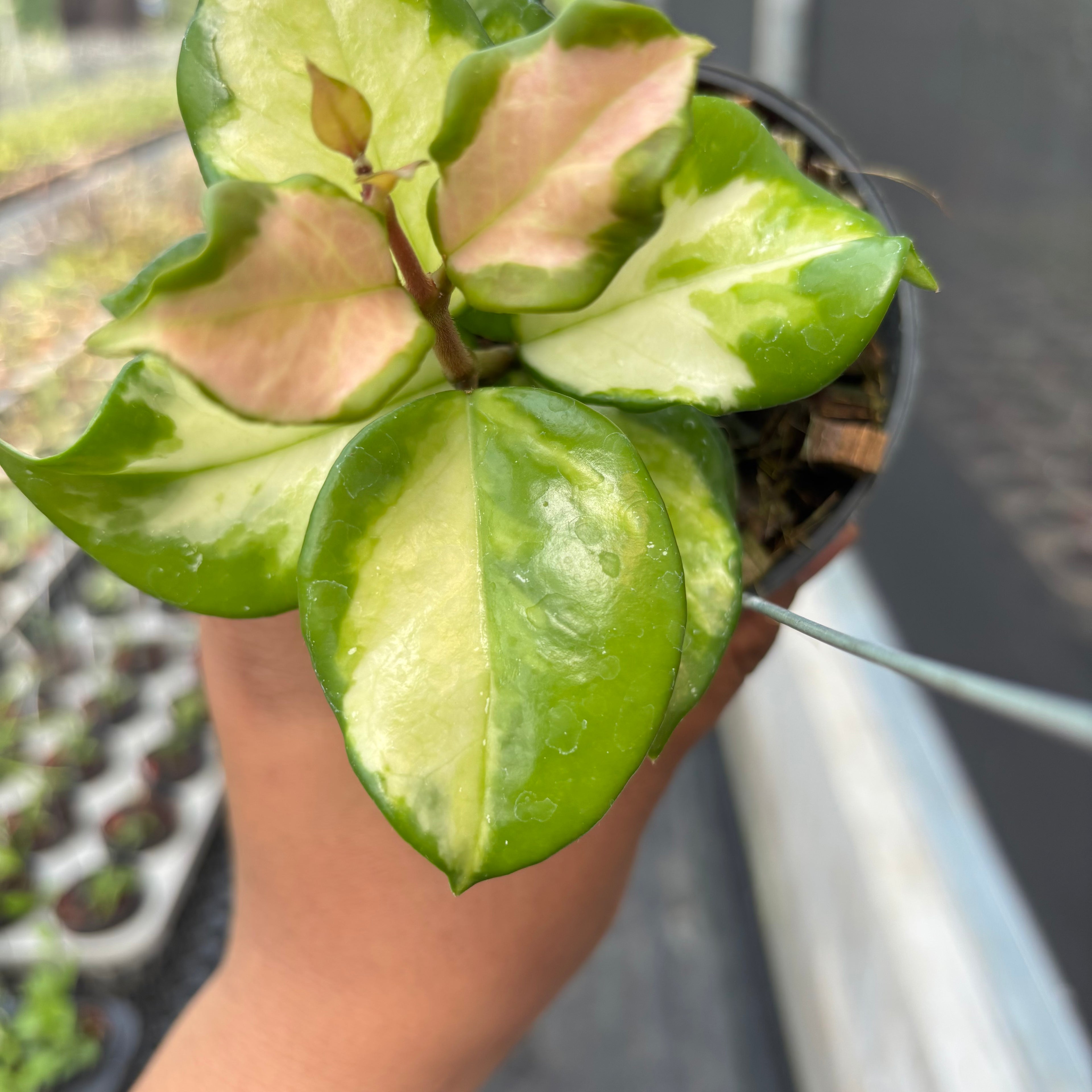 Hoya Carnosa "Frecles Splash" (Mutasi)