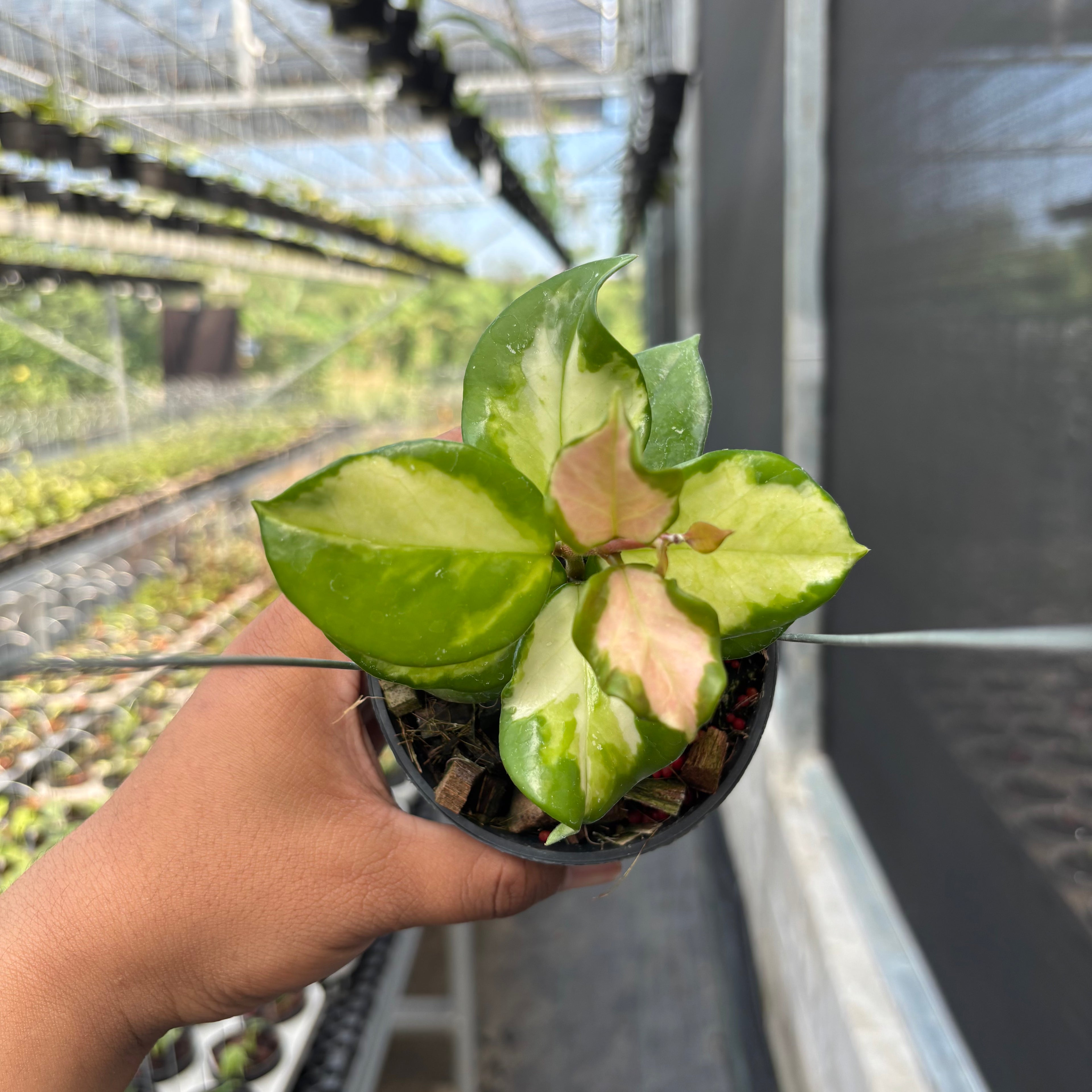 Hoya Carnosa "Frecles Splash" (Mutasi)