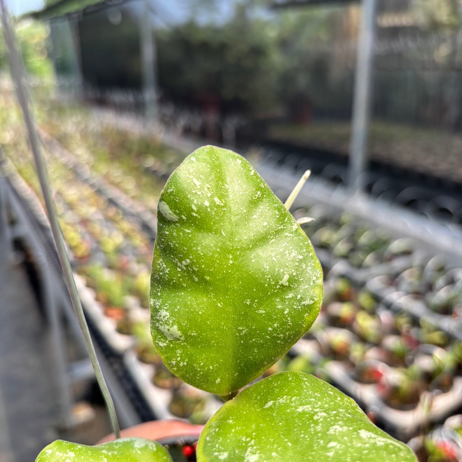 Hoya Waymaniae Albomarginata
