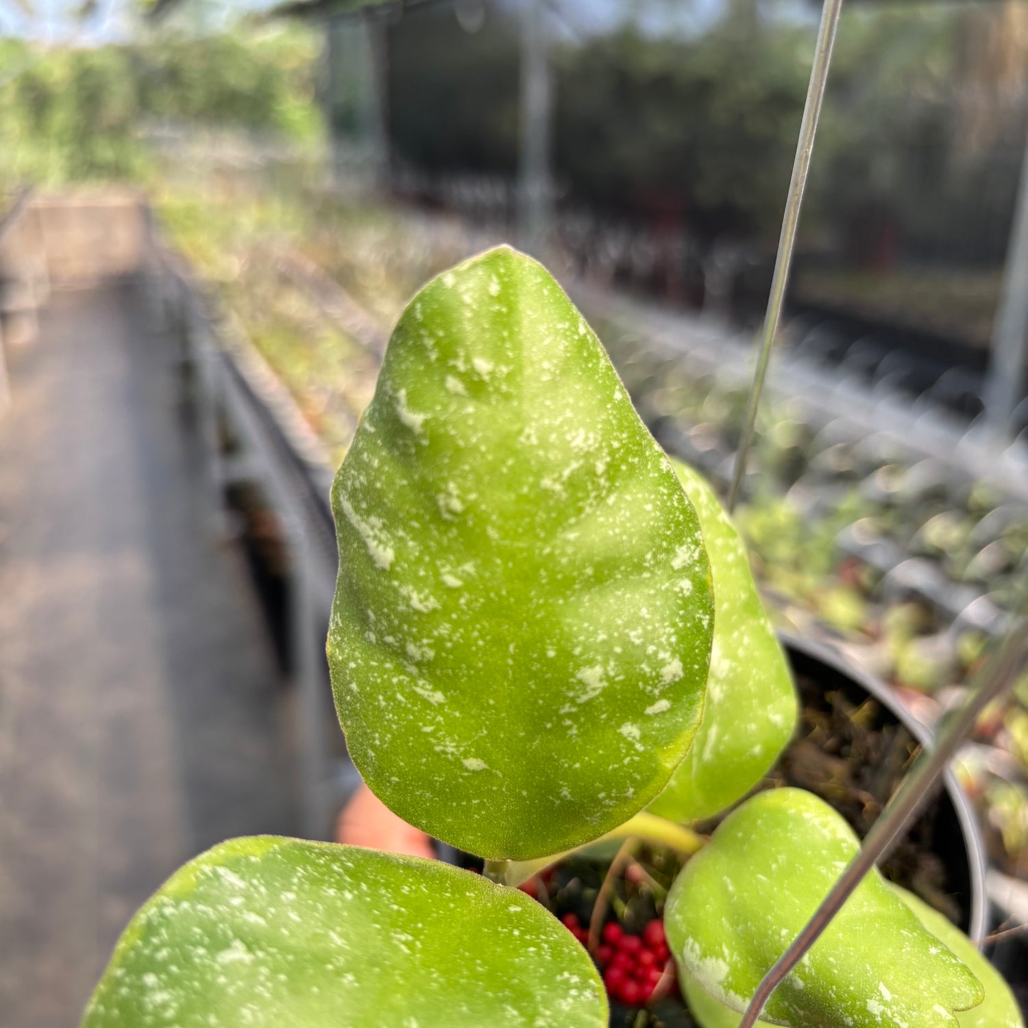 Hoya Waymaniae Albomarginata