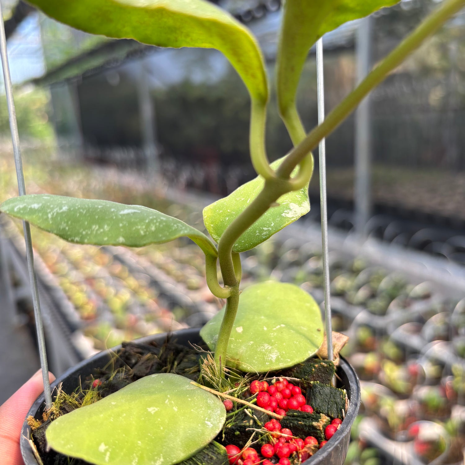 Hoya Waymaniae Albomarginata
