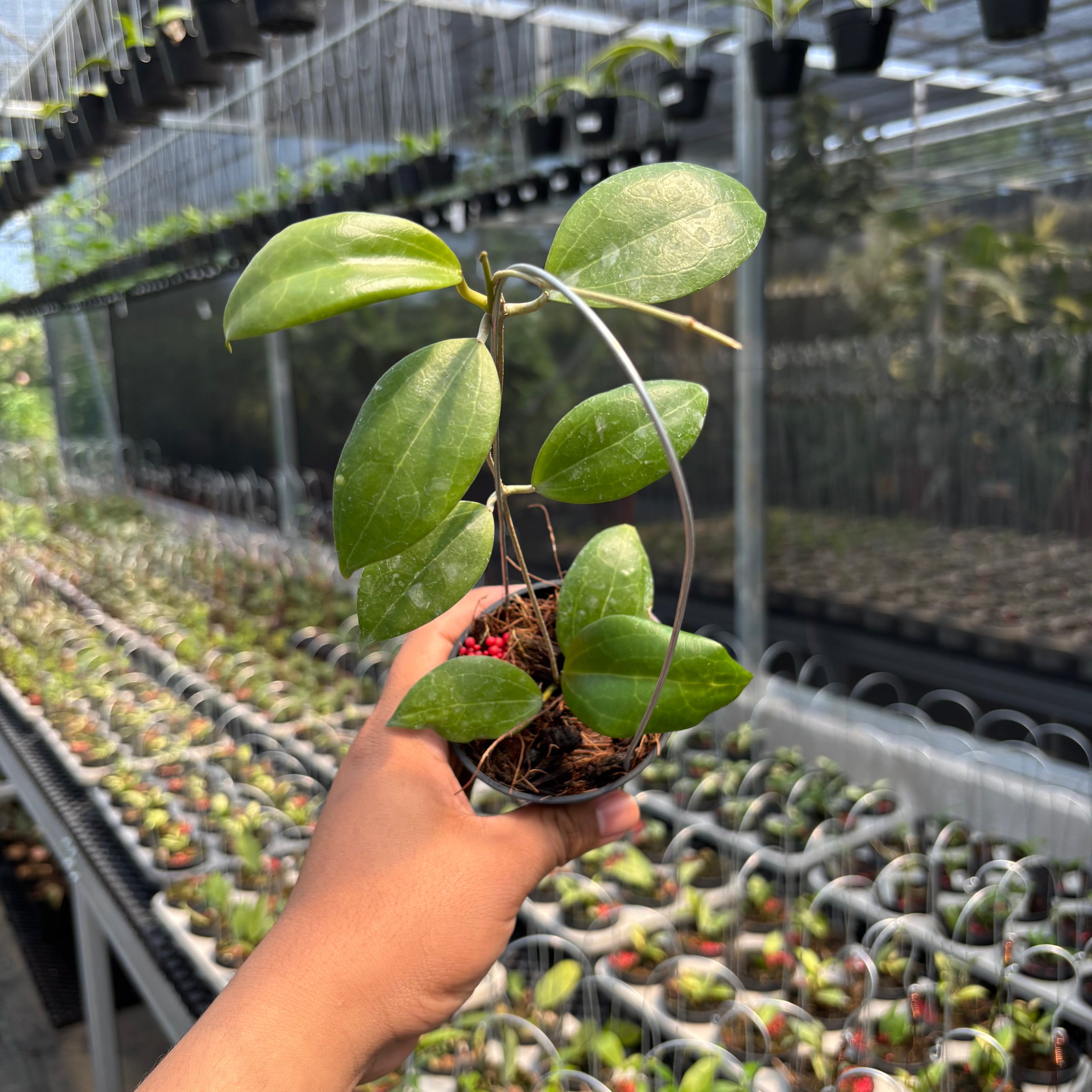 Hoya sp. Selayar "PAR-WYD-006"