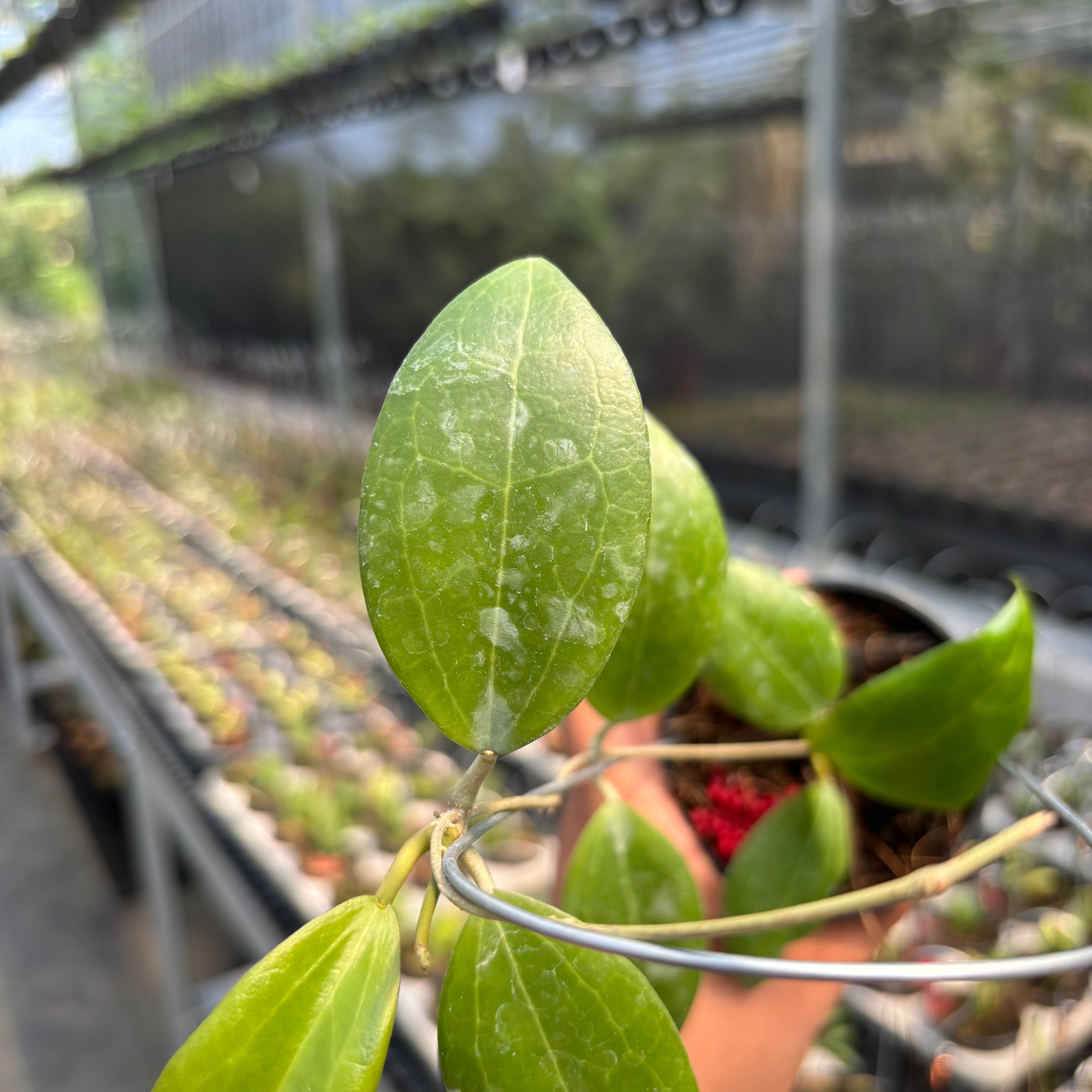 Hoya sp. Selayar "PAR-WYD-006"