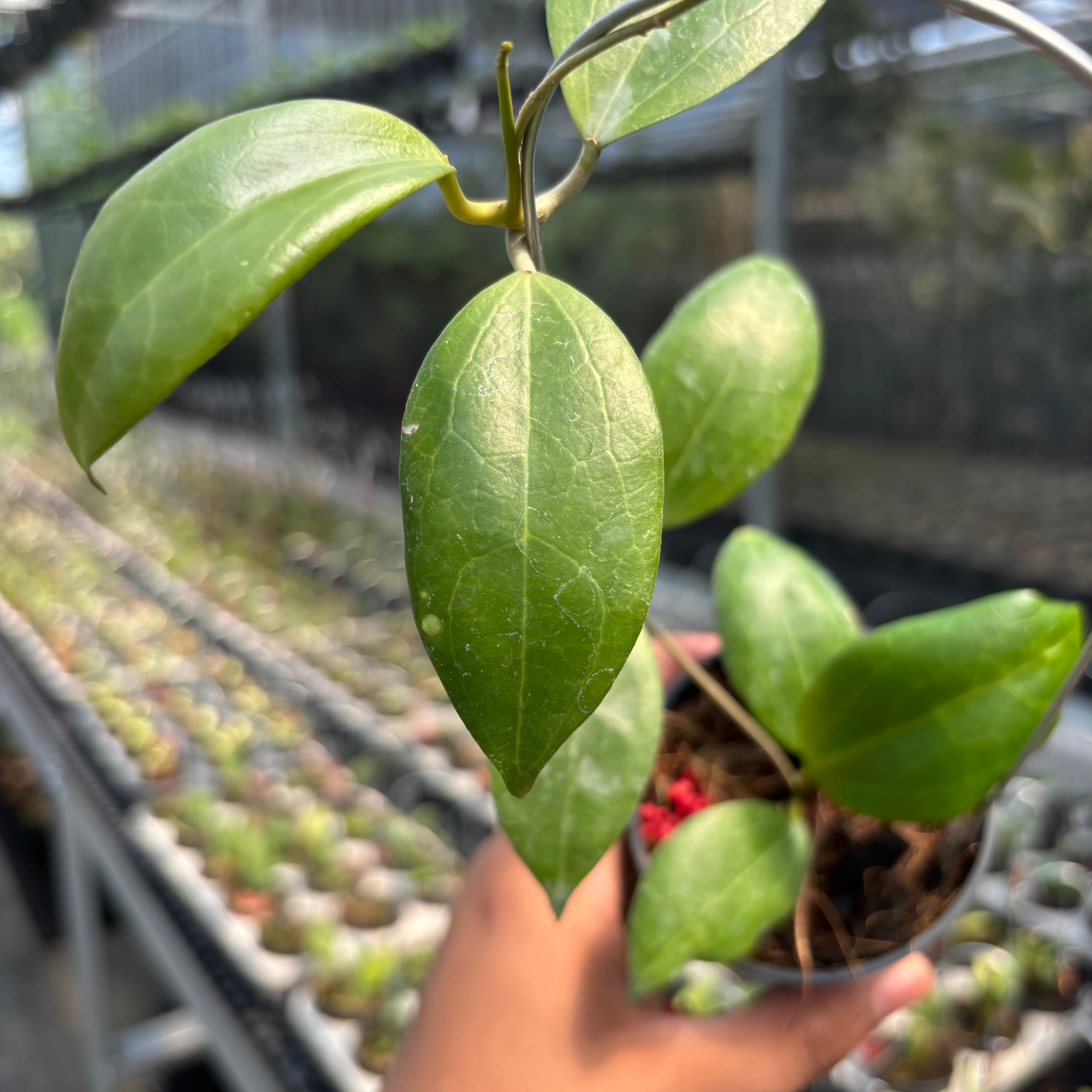 Hoya sp. Selayar "PAR-WYD-006"