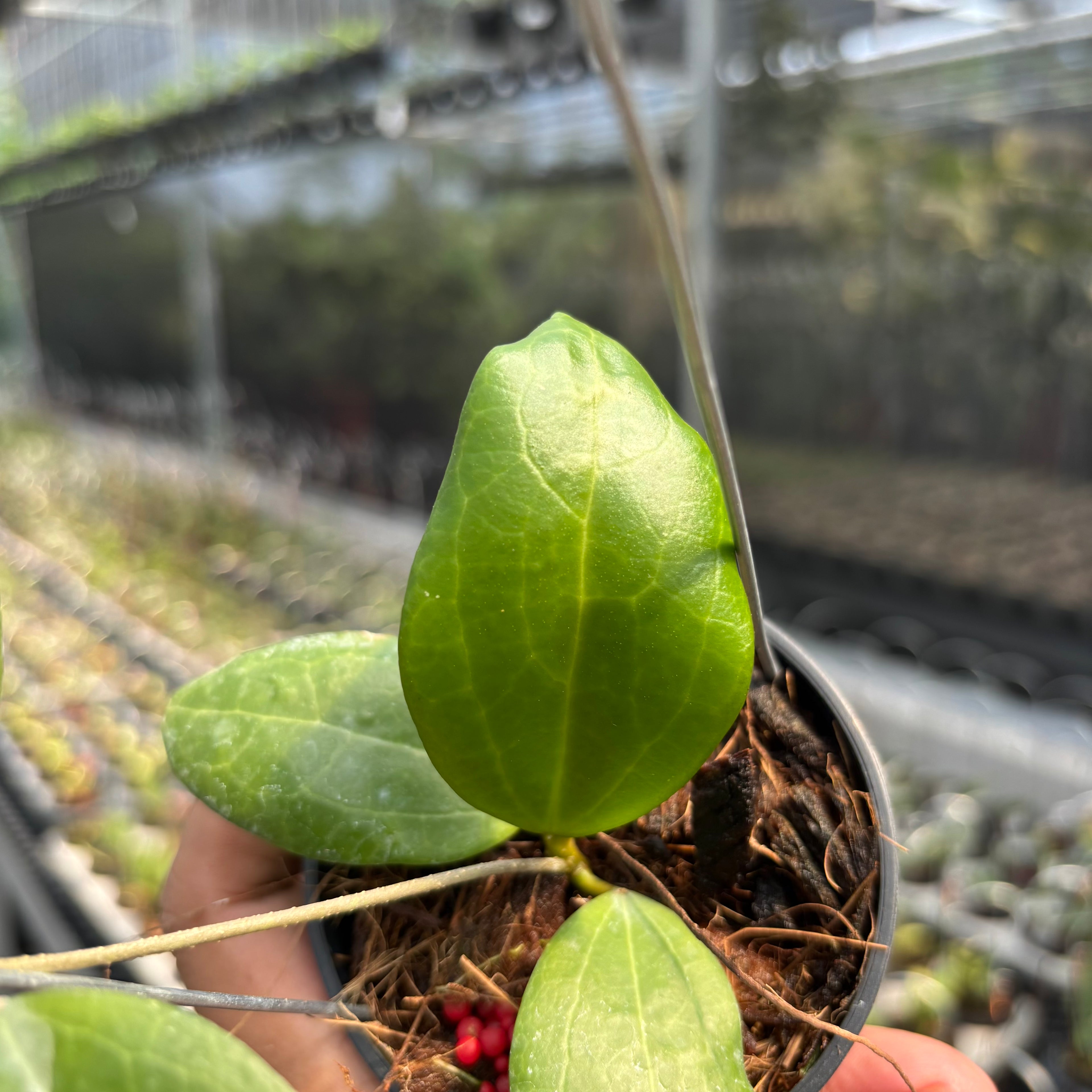 Hoya sp. Selayar "PAR-WYD-006"