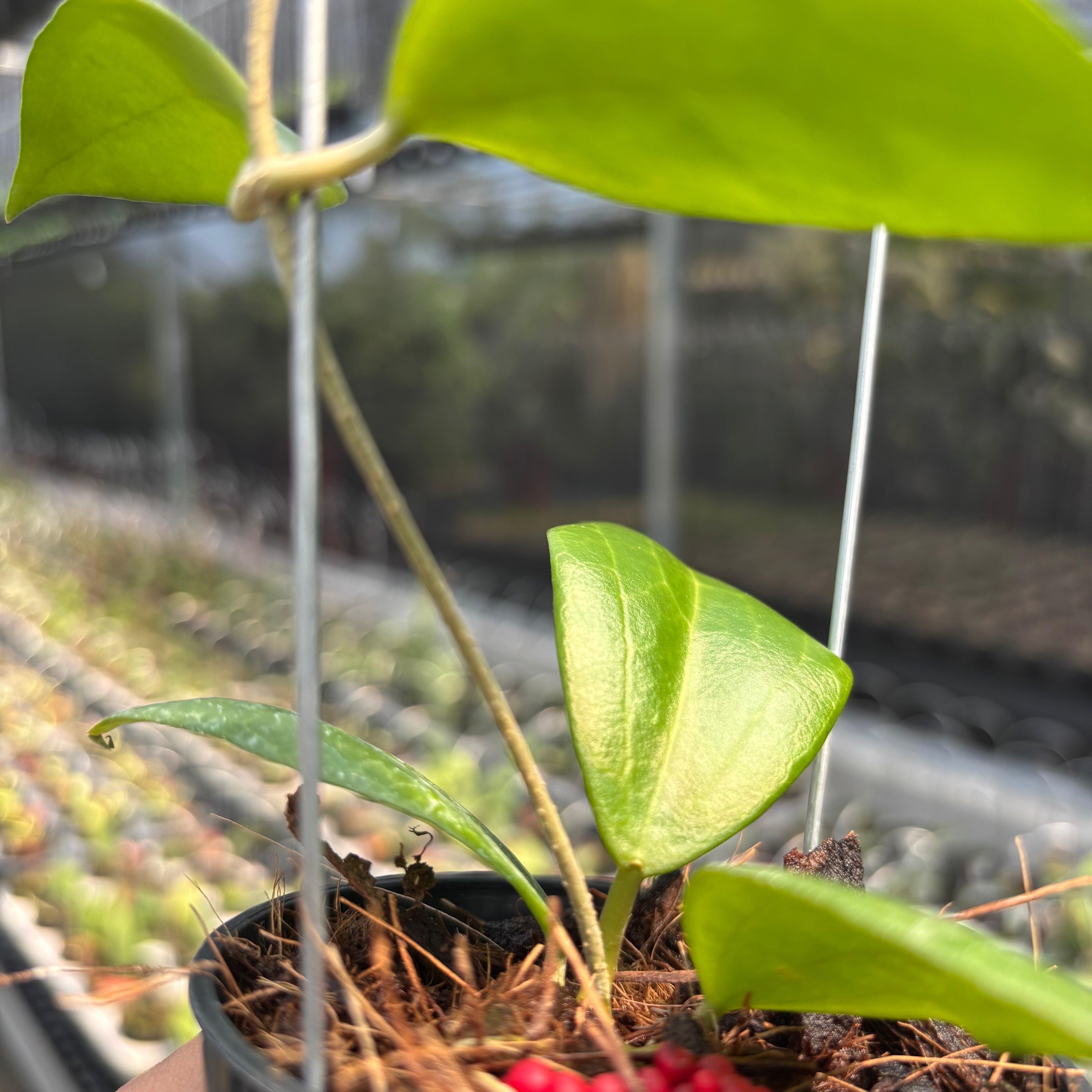 Hoya sp. Selayar "PAR-WYD-006"