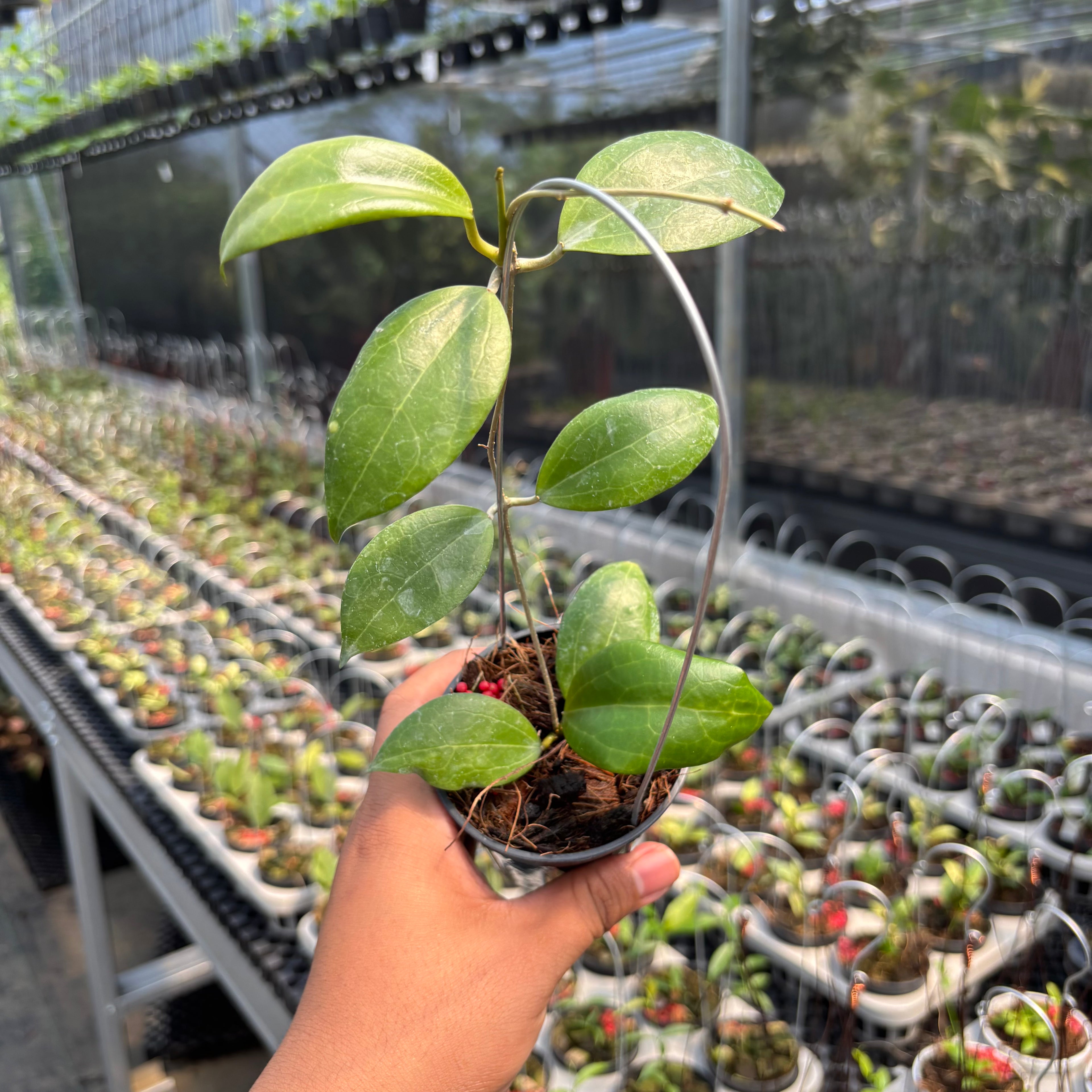 Hoya sp. Selayar "PAR-WYD-006"