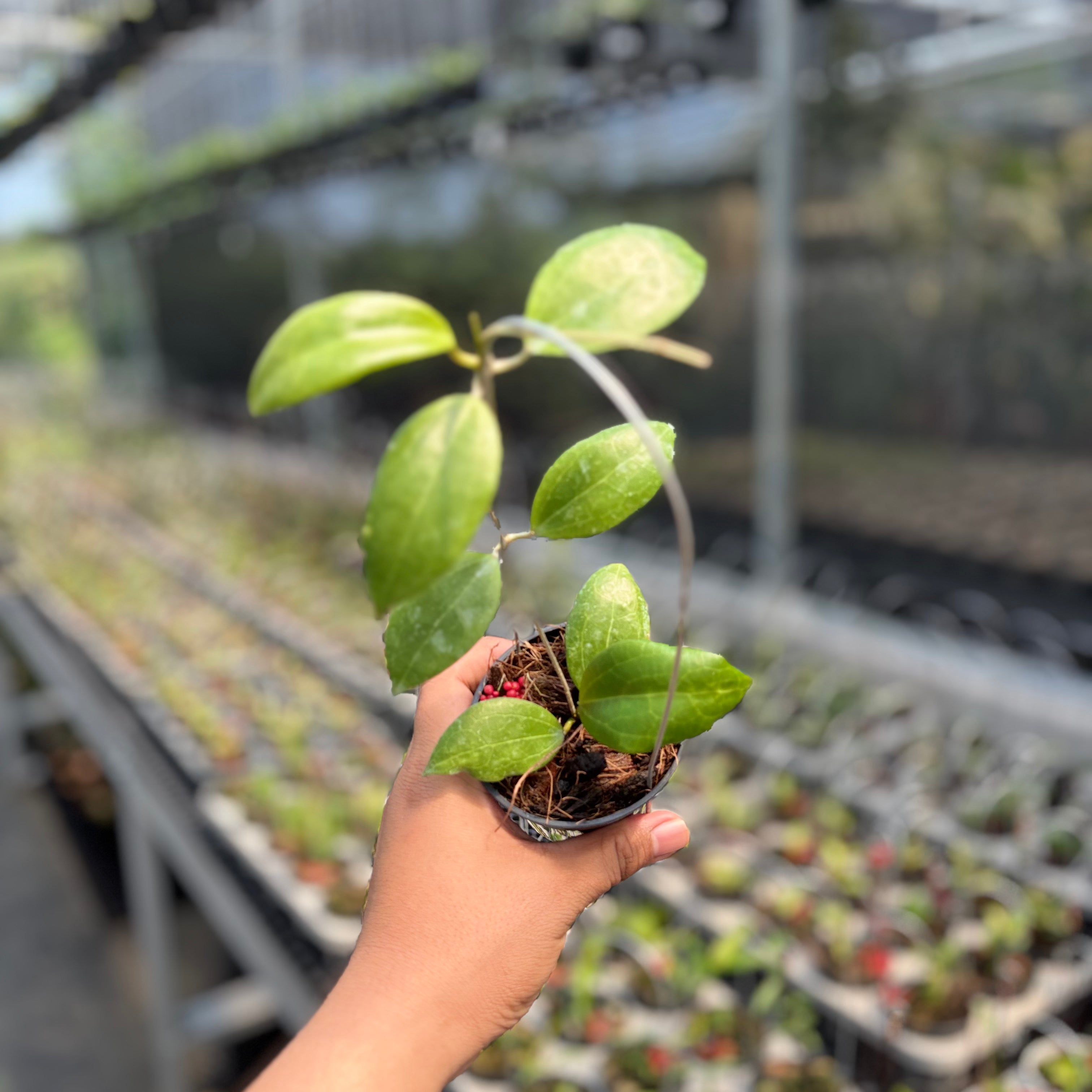 Hoya sp. Selayar "PAR-WYD-006"