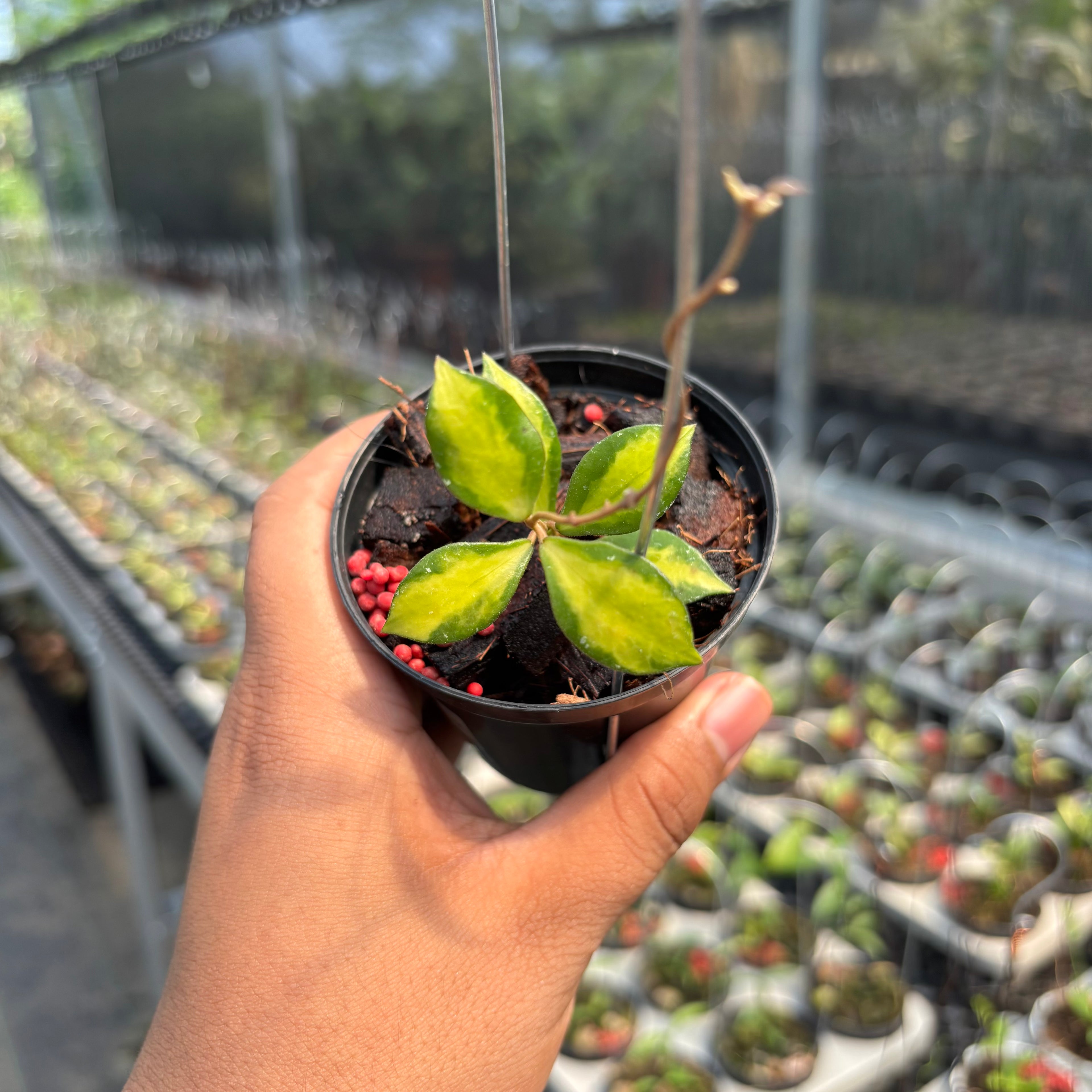 Hoya Bakoensis "Inner Var" VN-772