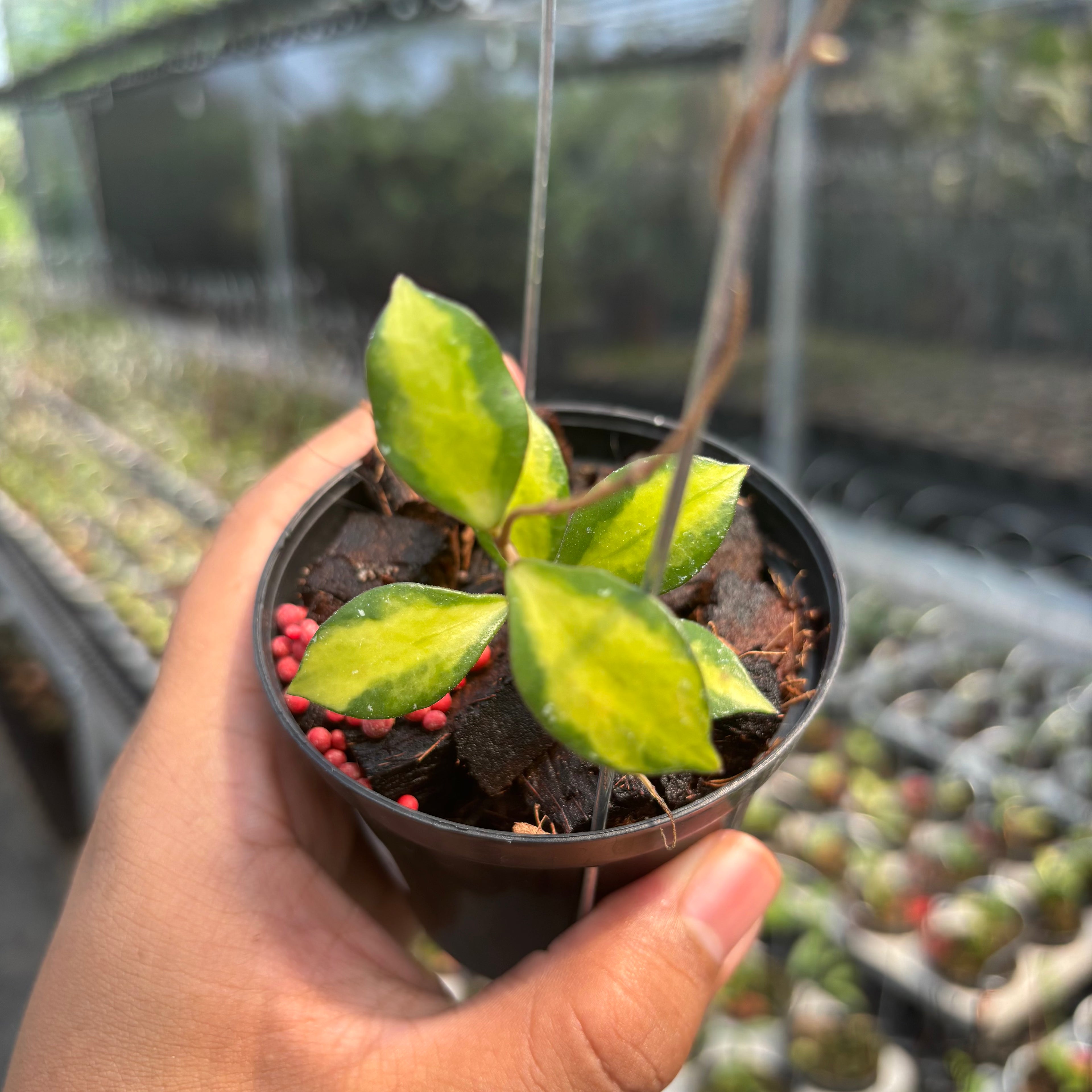 Hoya Bakoensis "Inner Var" VN-772