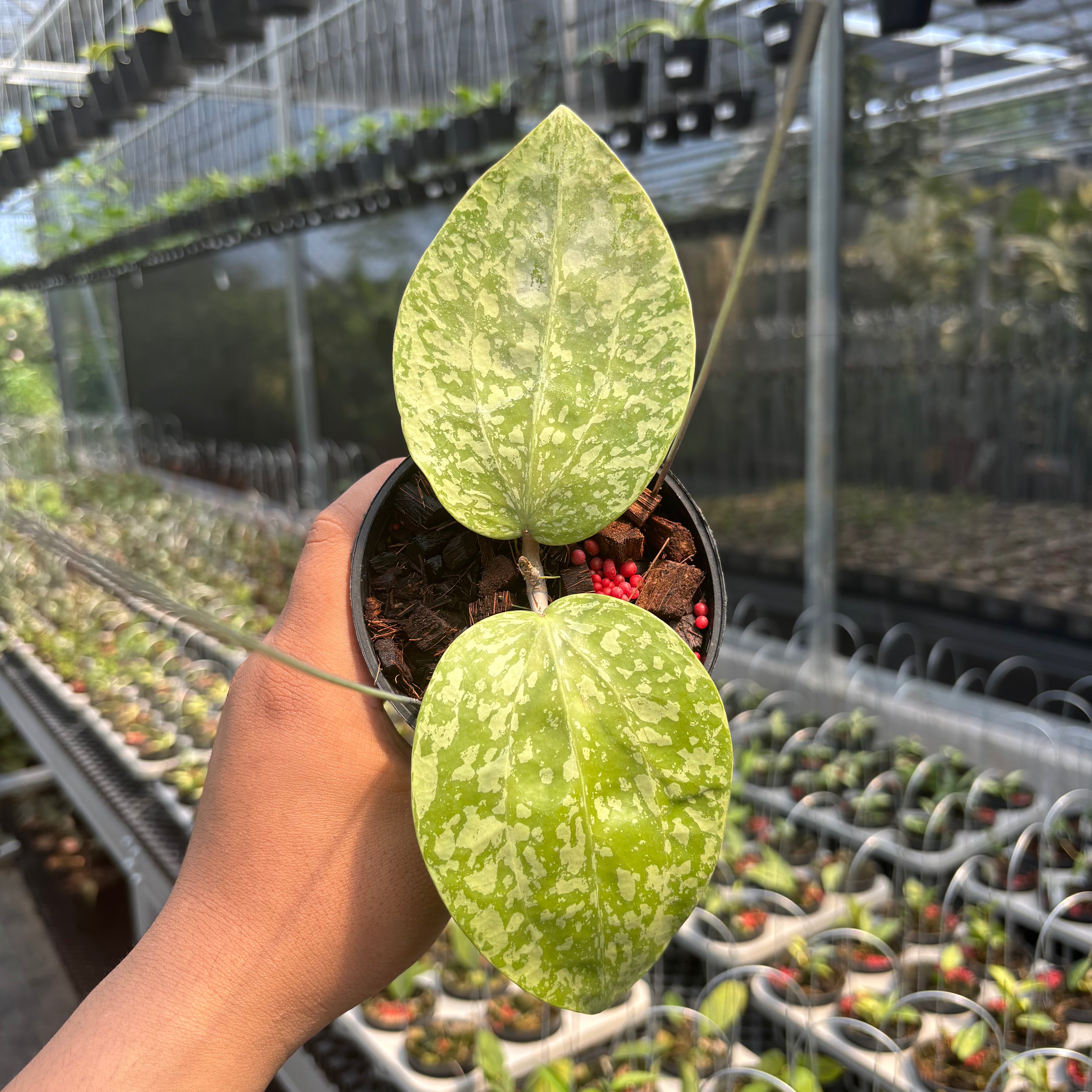 Hoya Glabra "Silver-Spalsh" VN-565