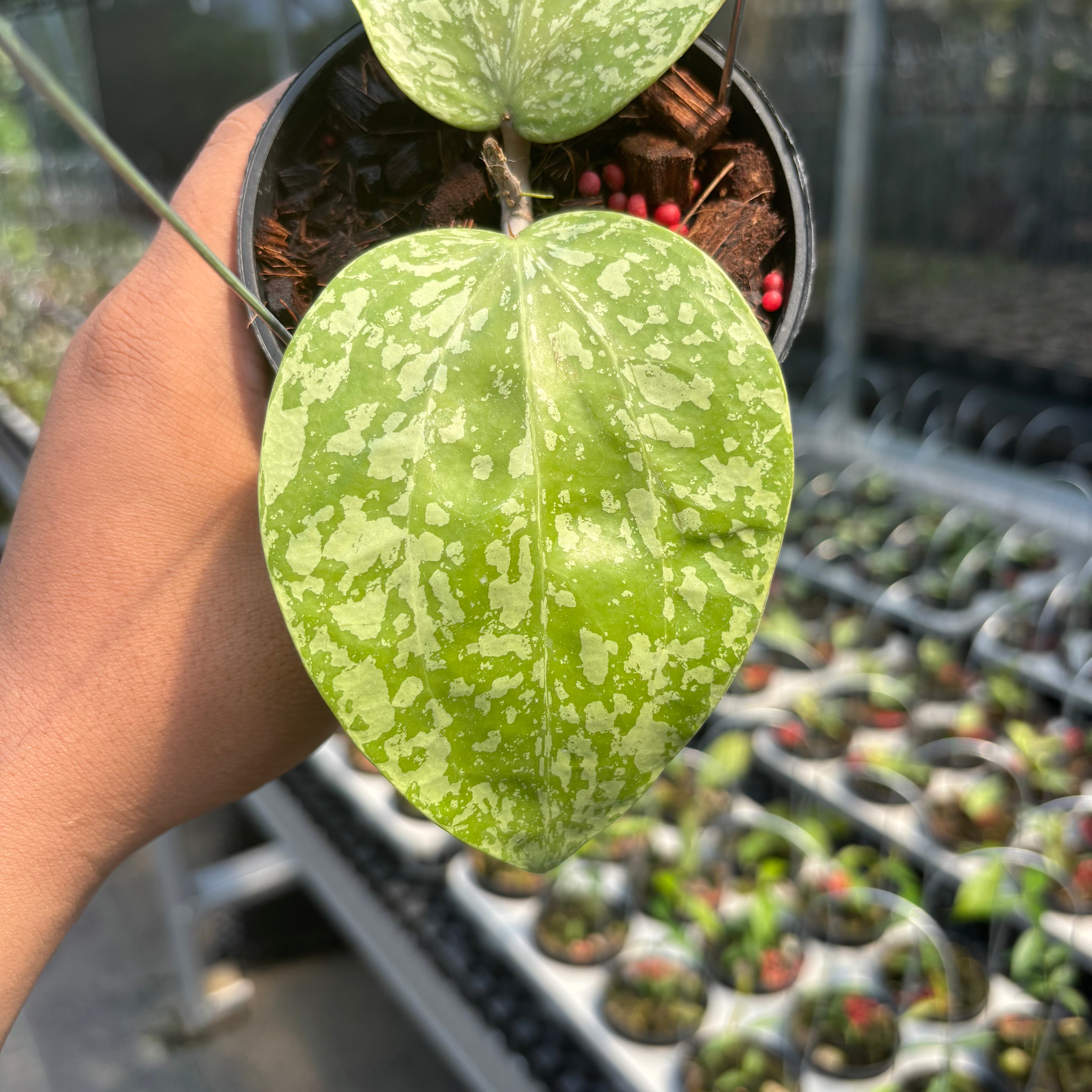 Hoya Glabra "Silver-Spalsh" VN-565