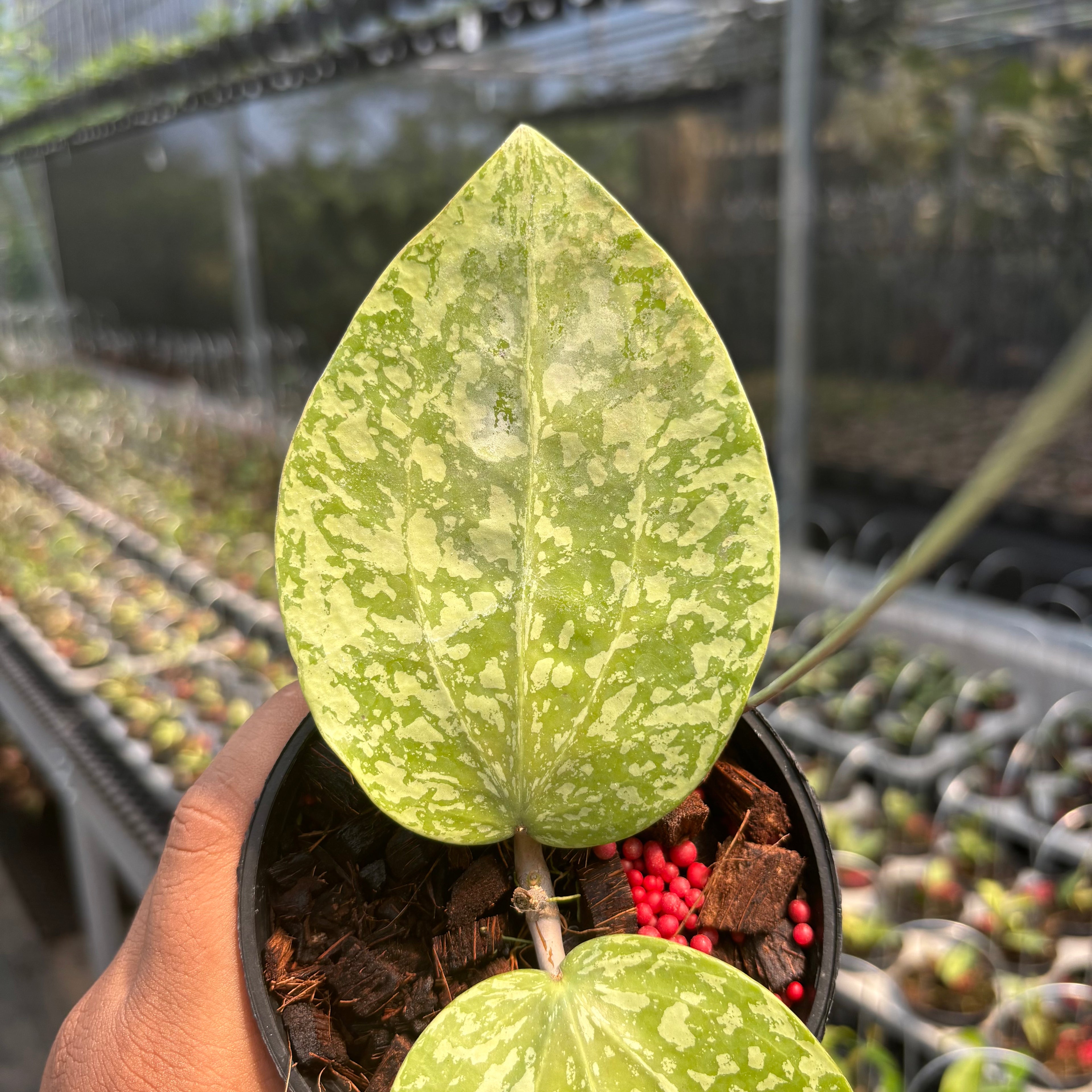 Hoya Glabra "Silver-Spalsh" VN-565