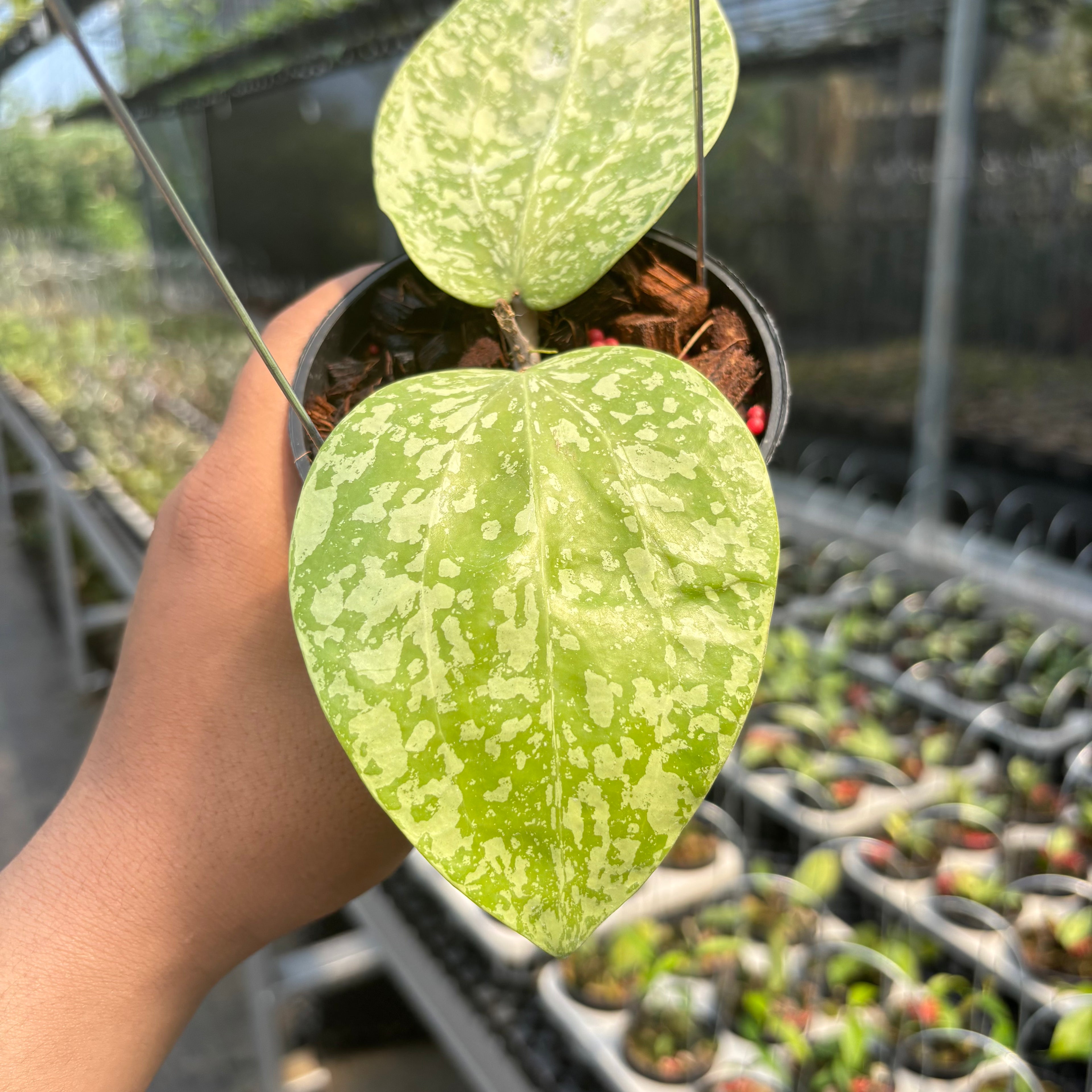 Hoya Glabra "Silver-Spalsh" VN-565