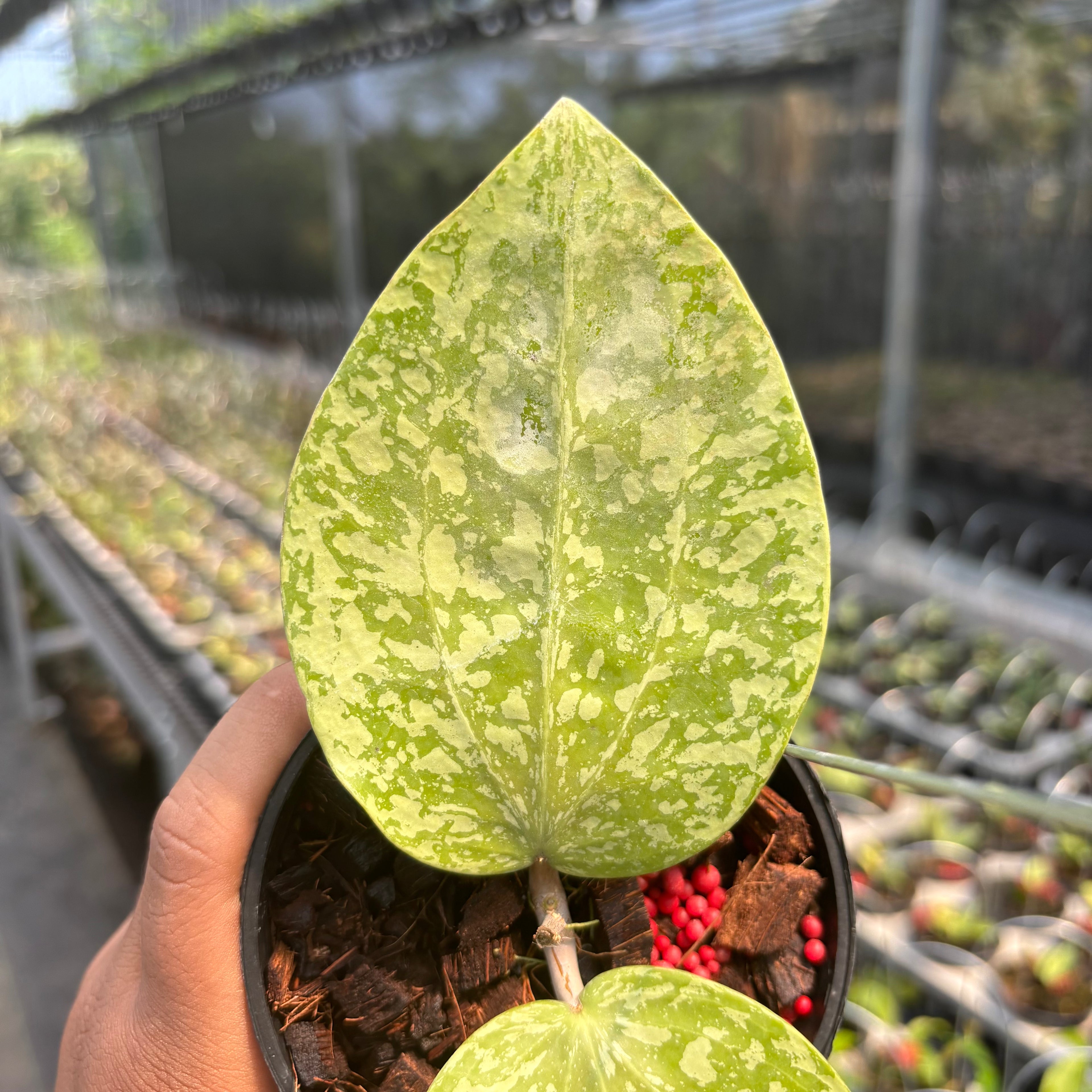 Hoya Glabra "Silver-Spalsh" VN-565