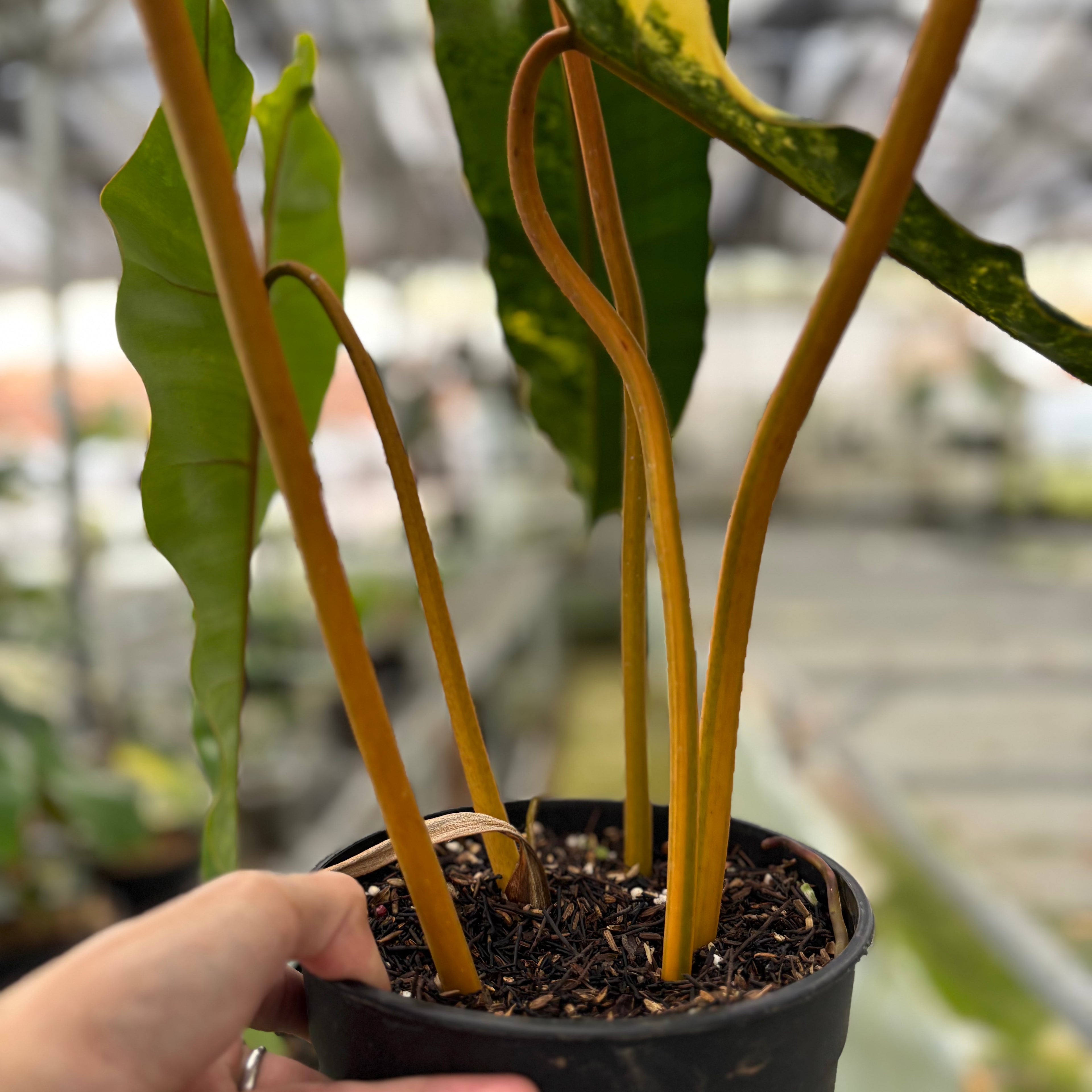 Philodendron Billiteae Variegated Big Size