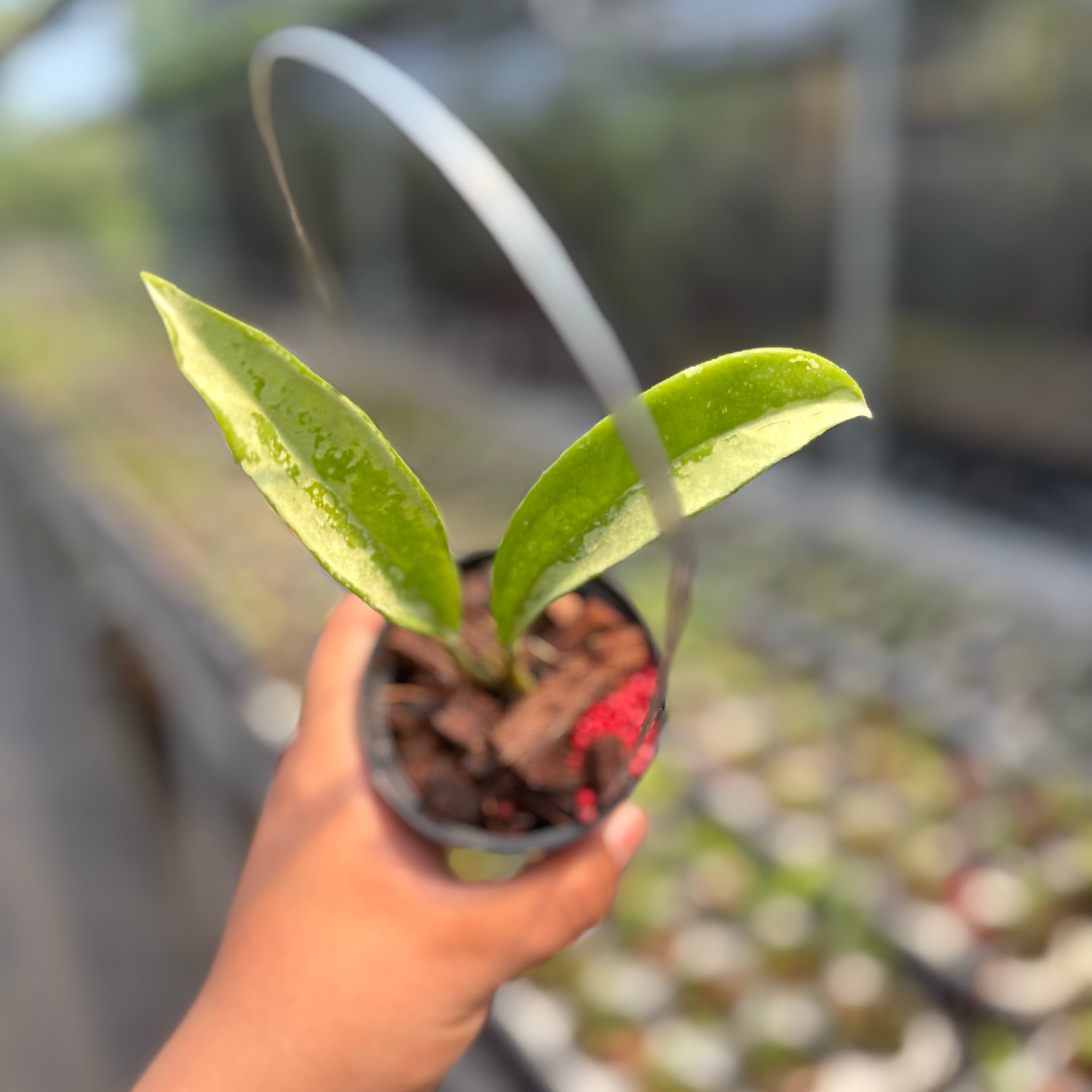 Hoya AH-074