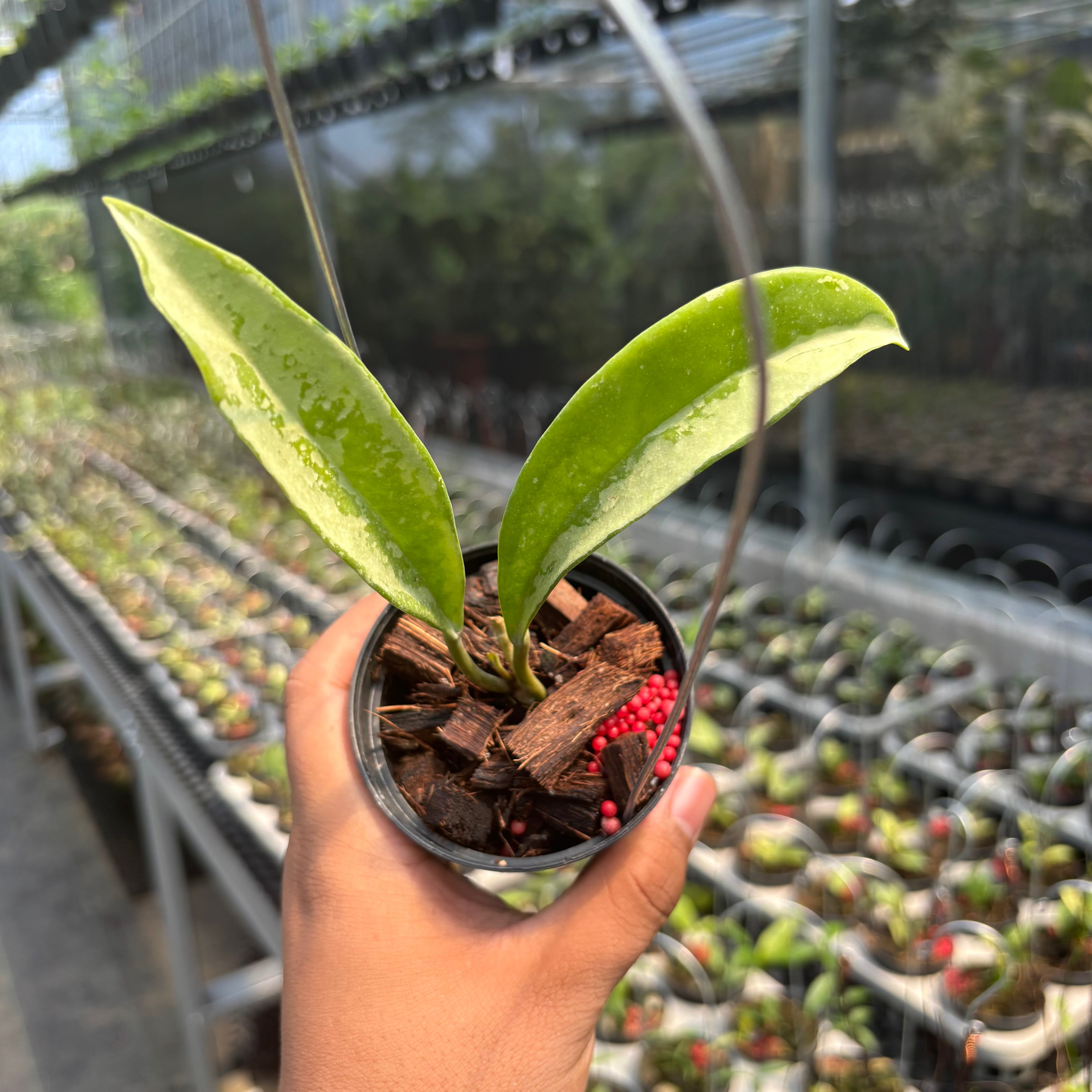 Hoya AH-074