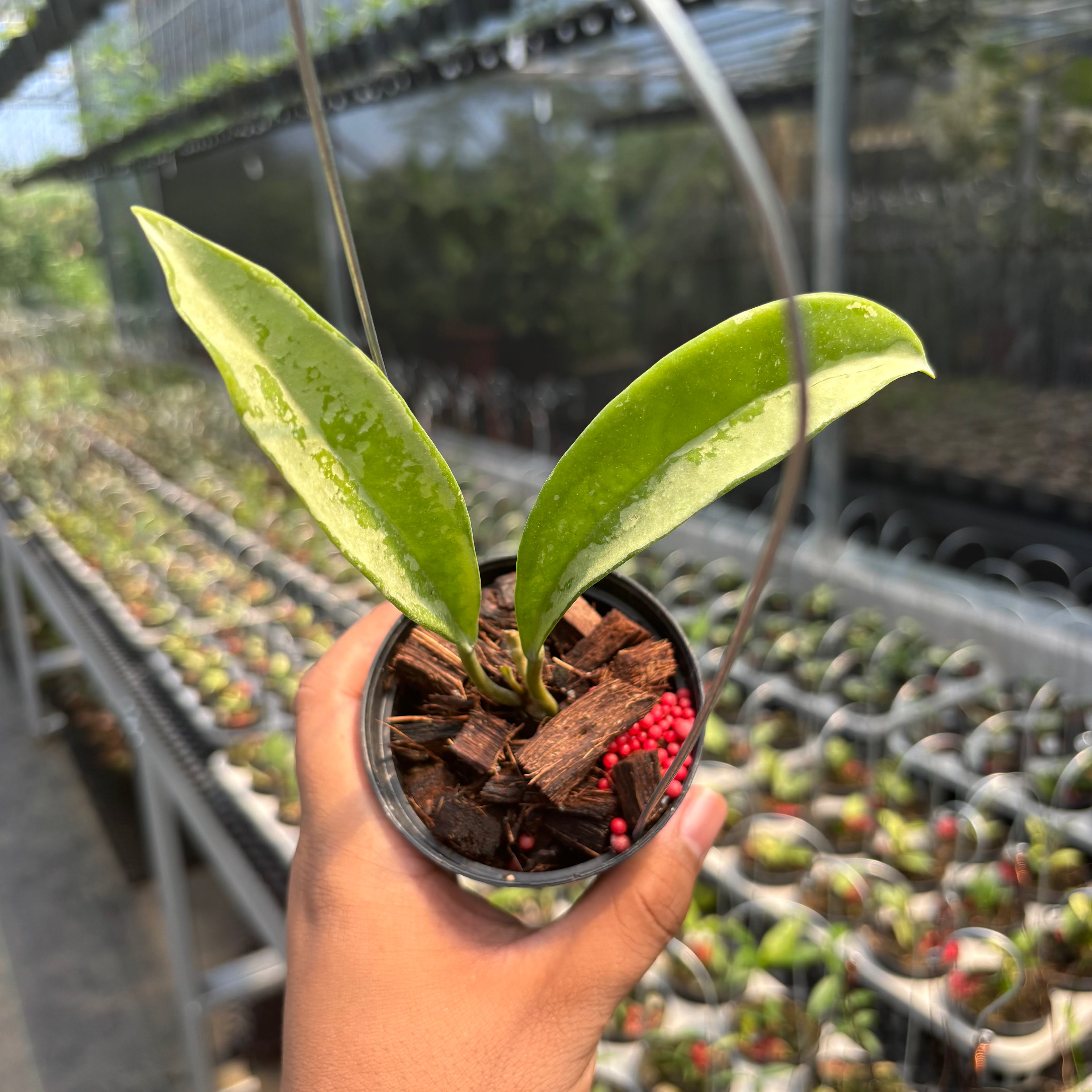 Hoya AH-074