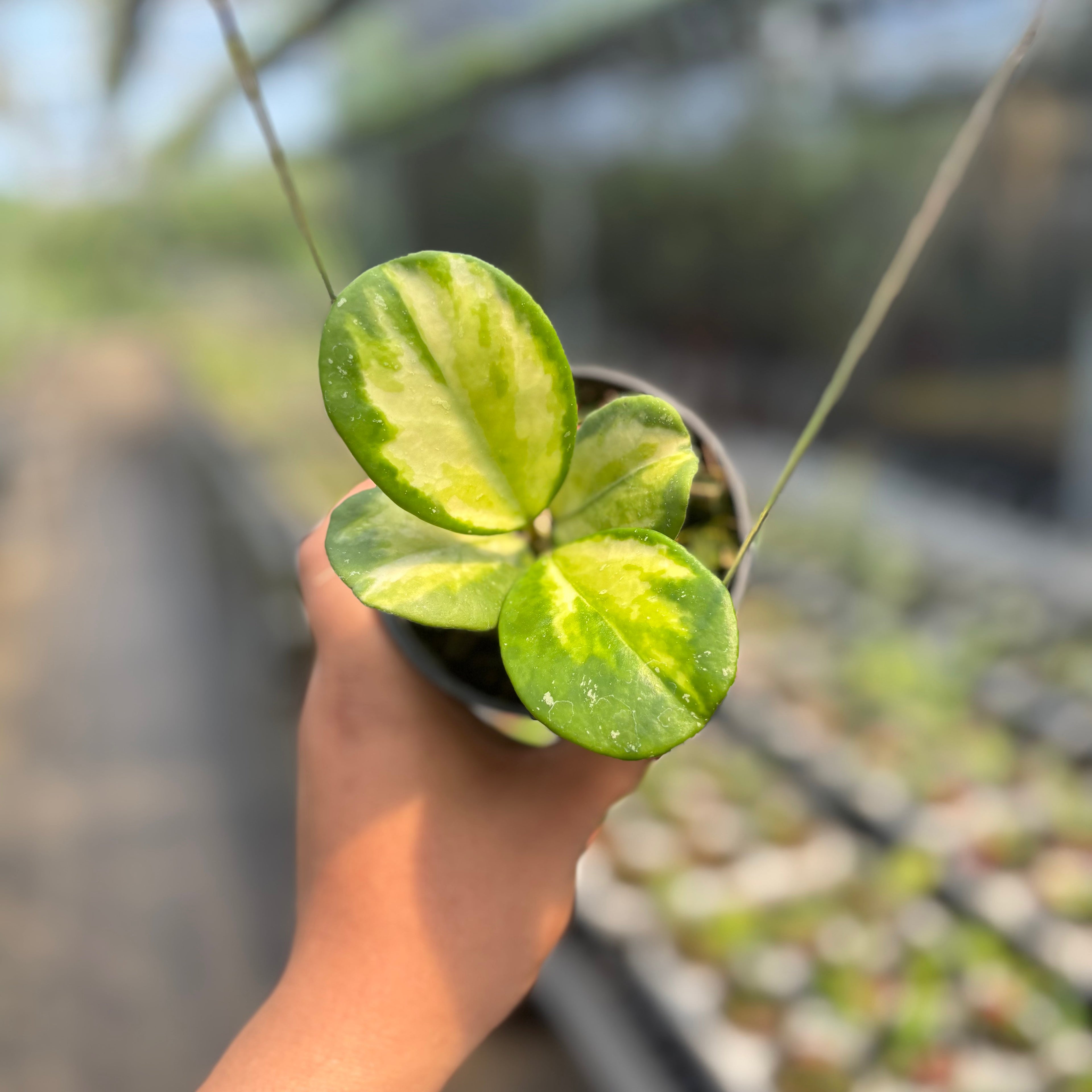 🎁 Hoya Obovata Variegated (100% off)