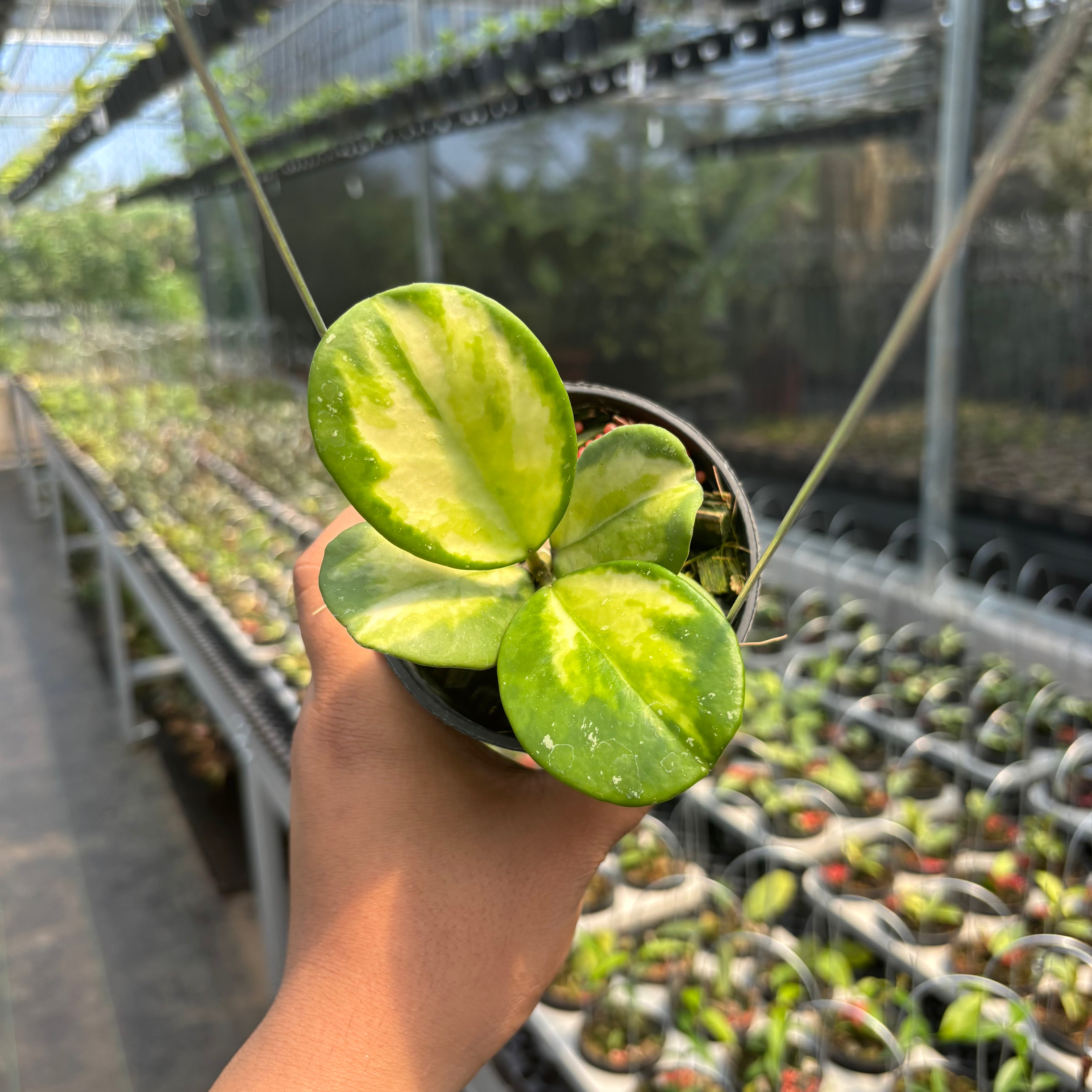 Hoya Obovata Variegated