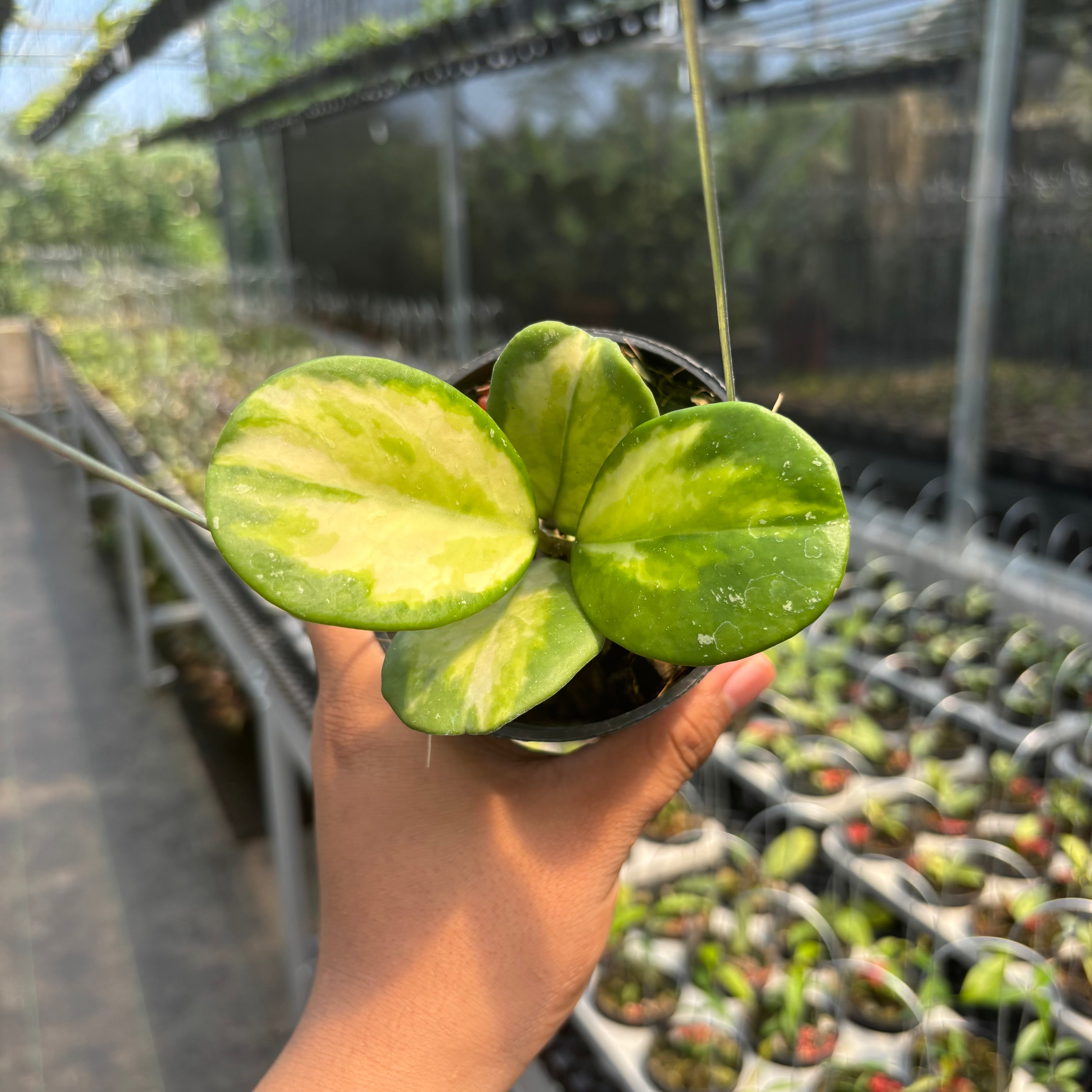 Hoya Obovata Variegated