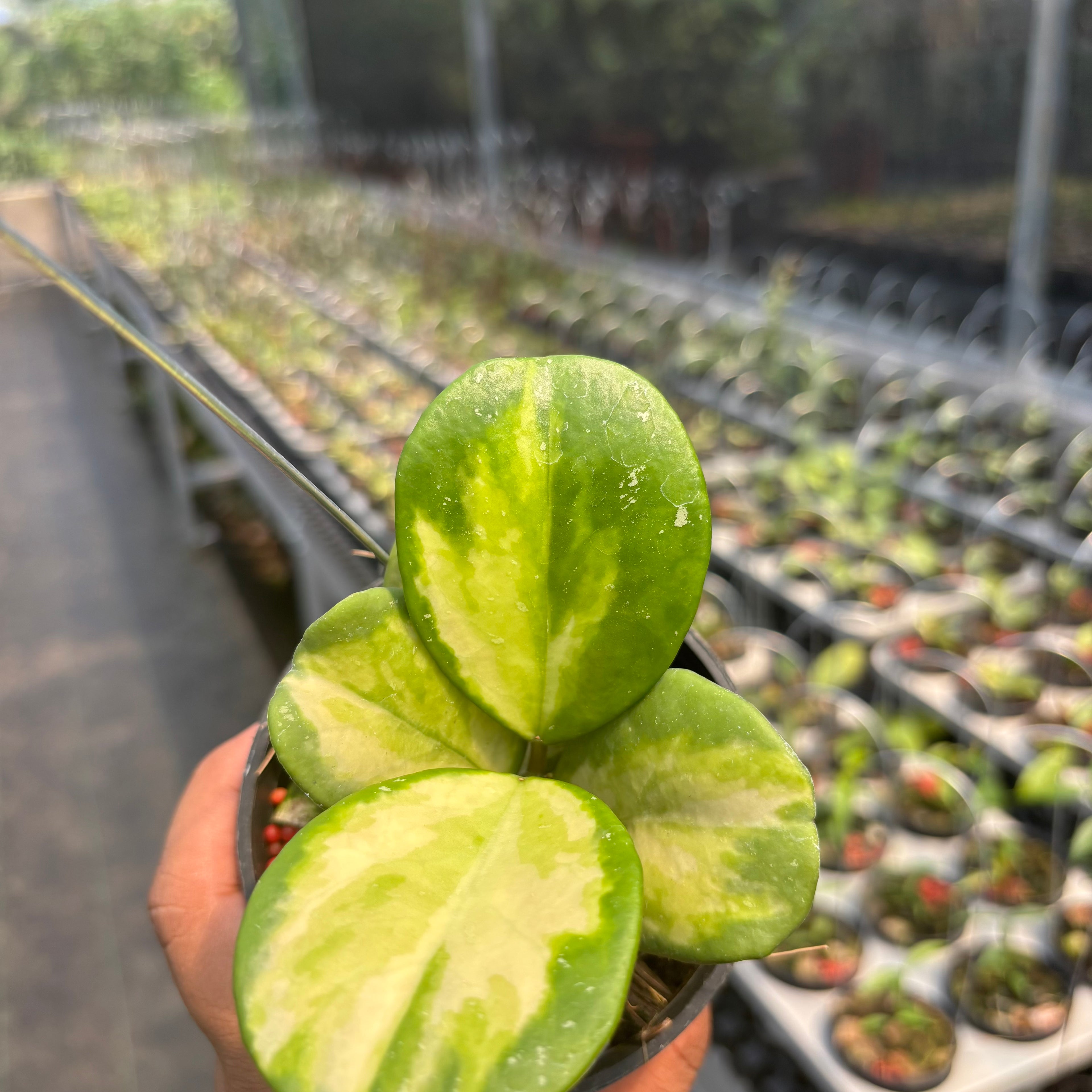 Hoya Obovata Variegated