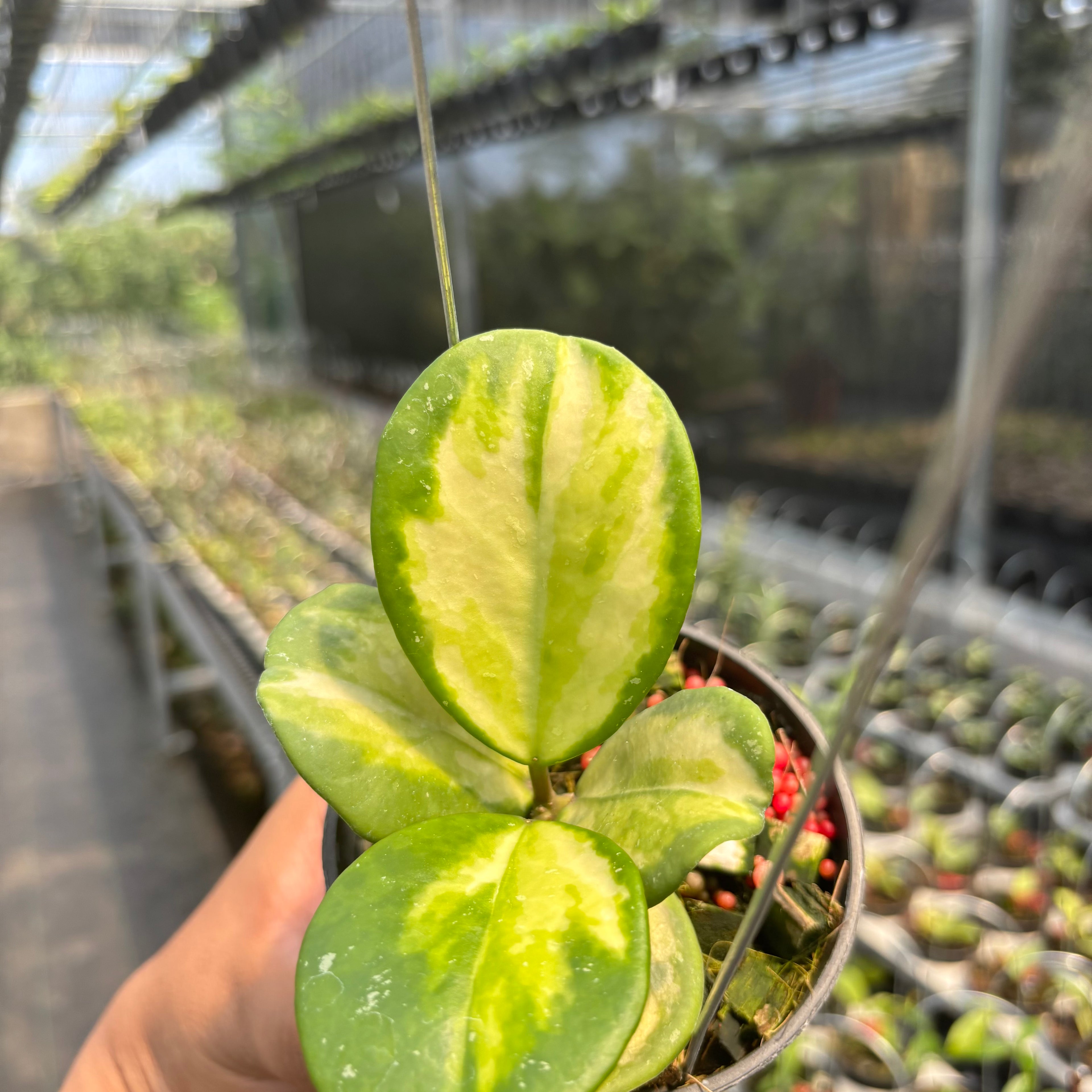 Hoya Obovata Variegated