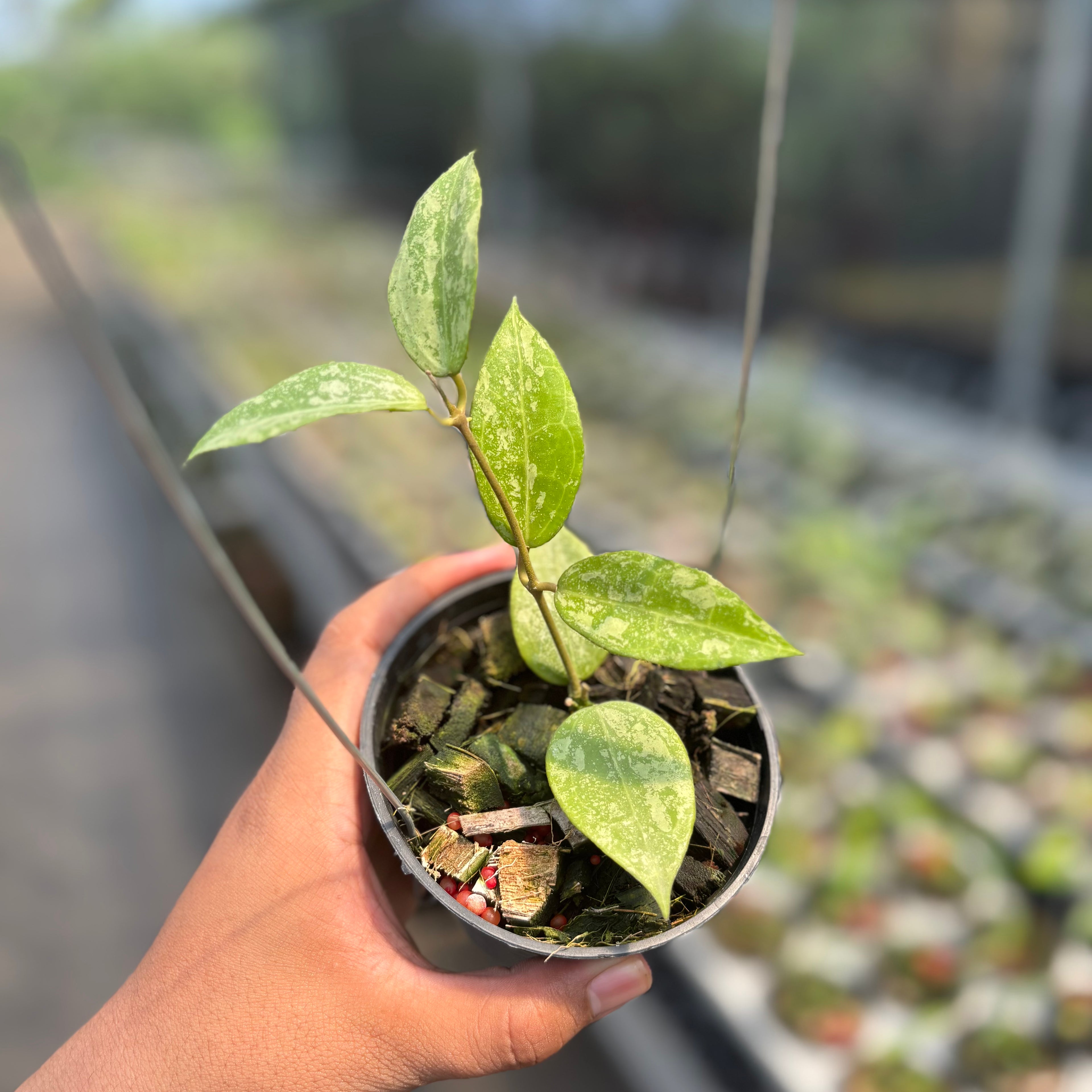 Hoya Verticillata "BM-Splash" VN-690 C