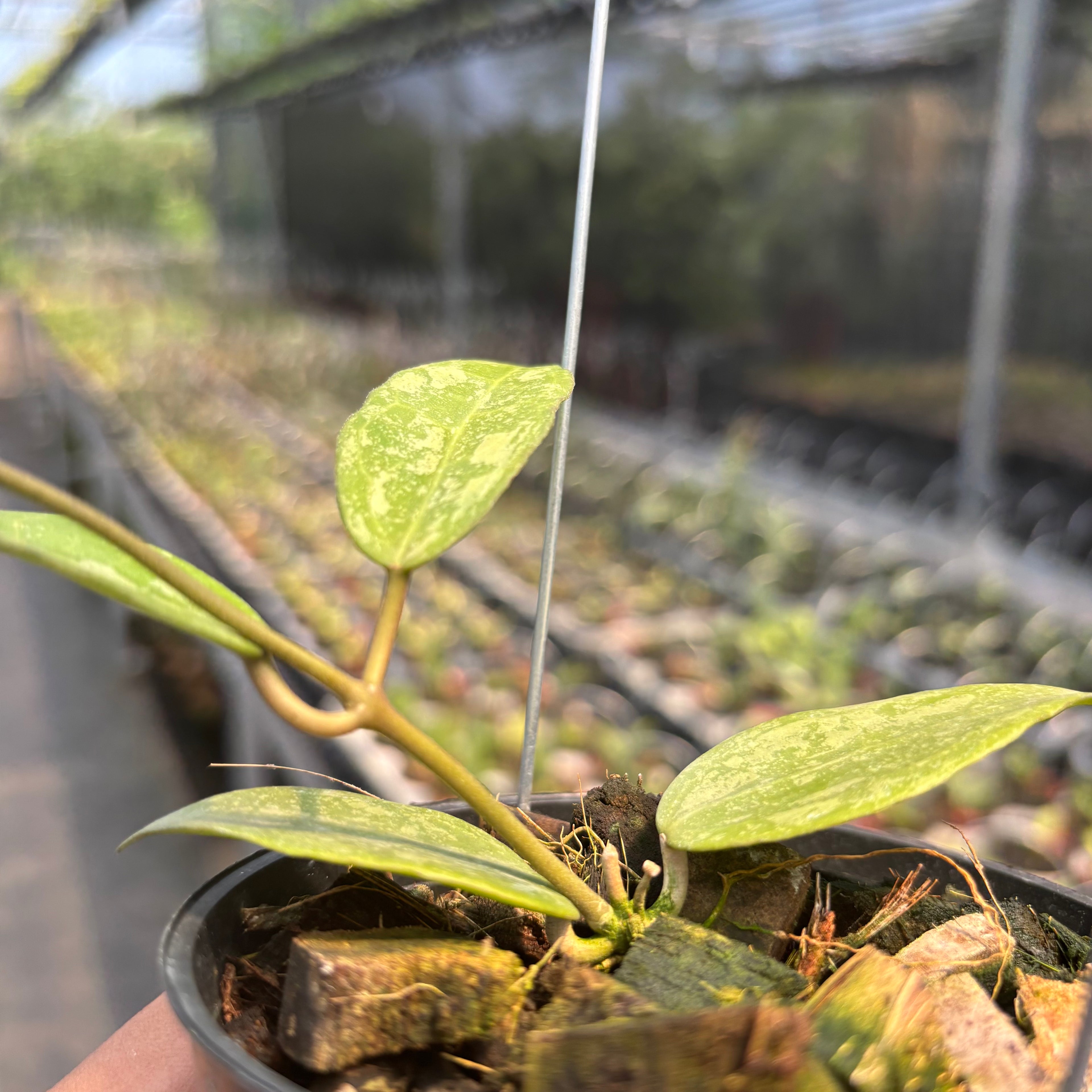 Hoya Verticillata "BM-Splash" VN-690 C