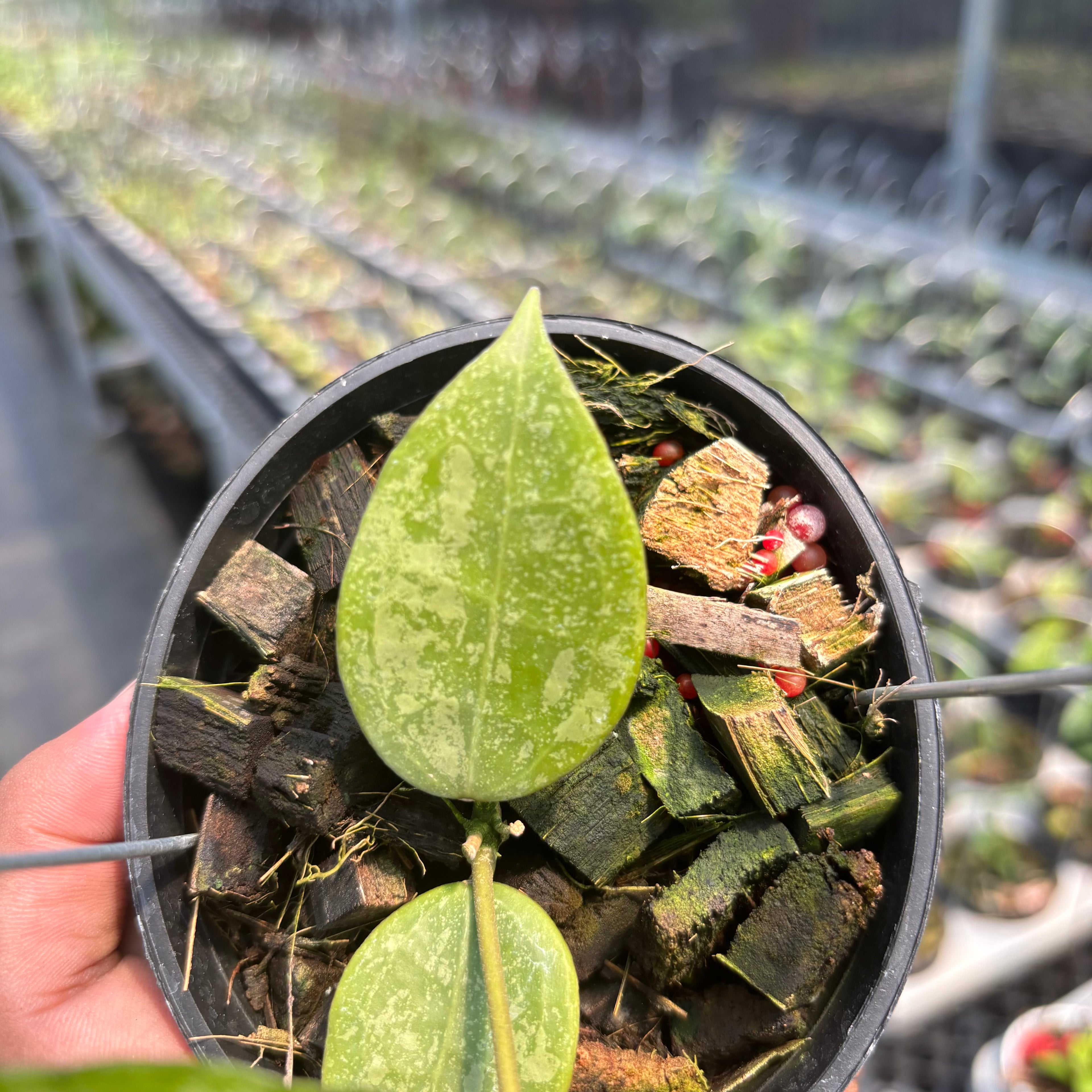 Hoya Verticillata "BM-Splash" VN-690 C
