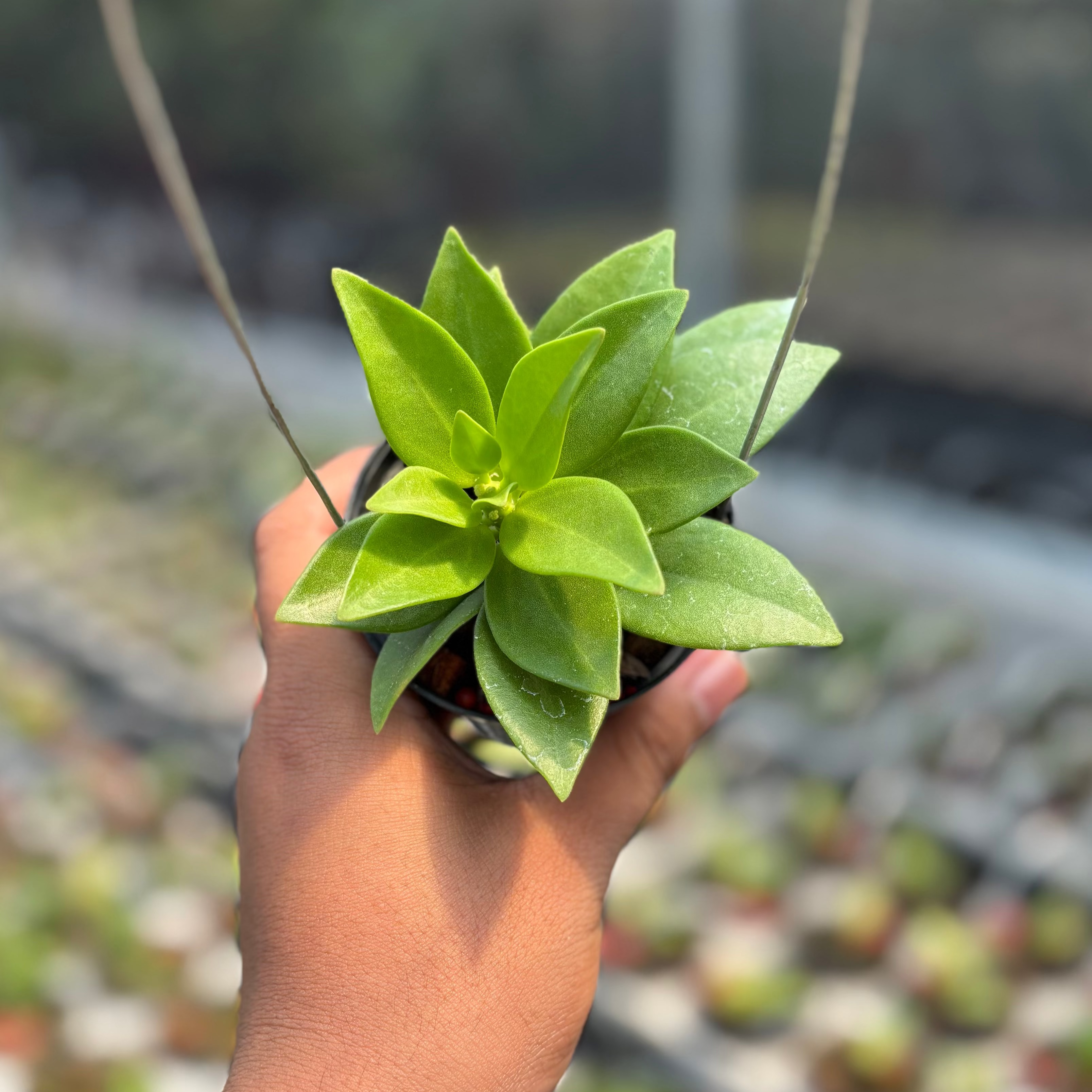 Hoya Pachylada "Snow Lotus"