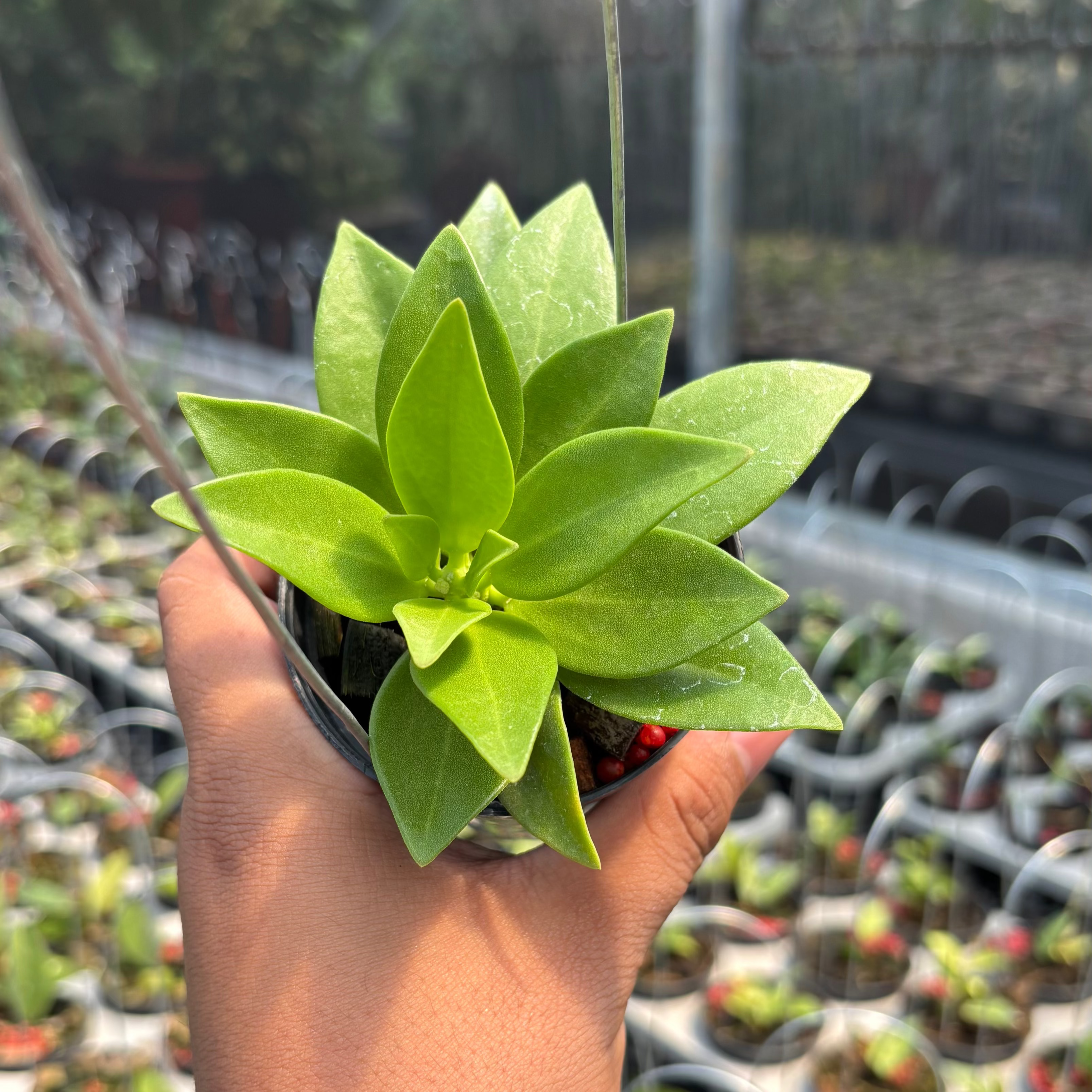 Hoya Pachylada "Snow Lotus"