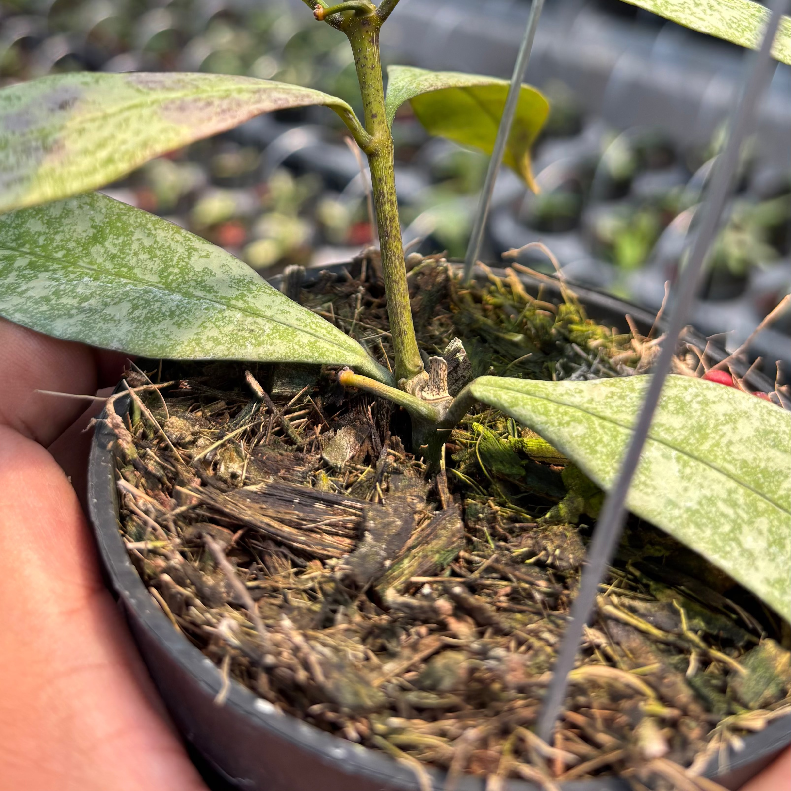 Hoya Multiflora "Silver"