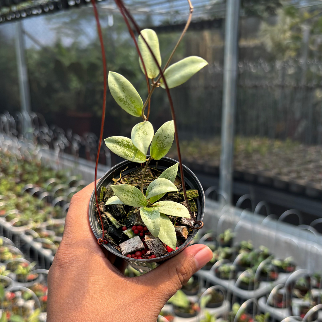 Hoya aff Puber "Silver"