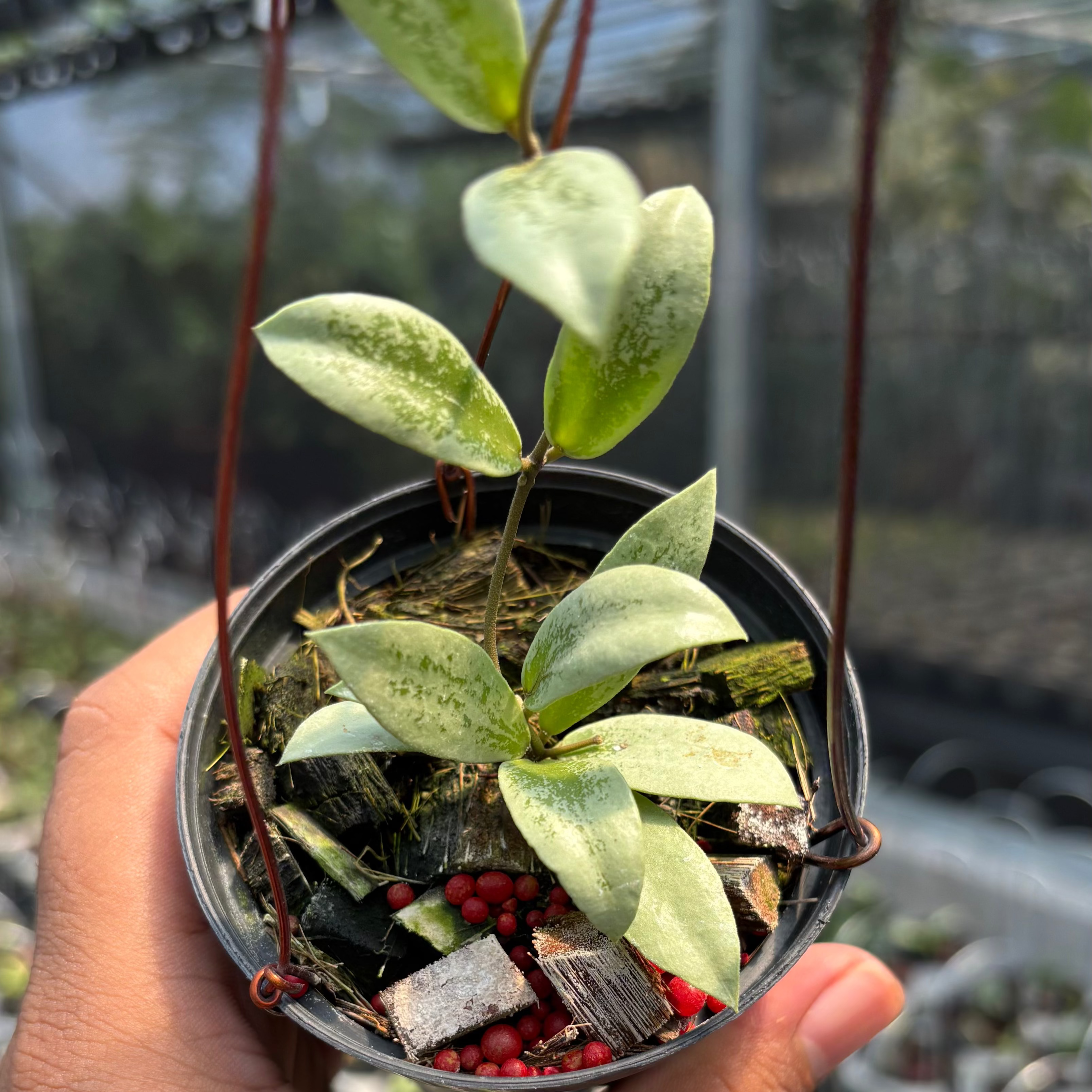 Hoya aff Puber "Silver"