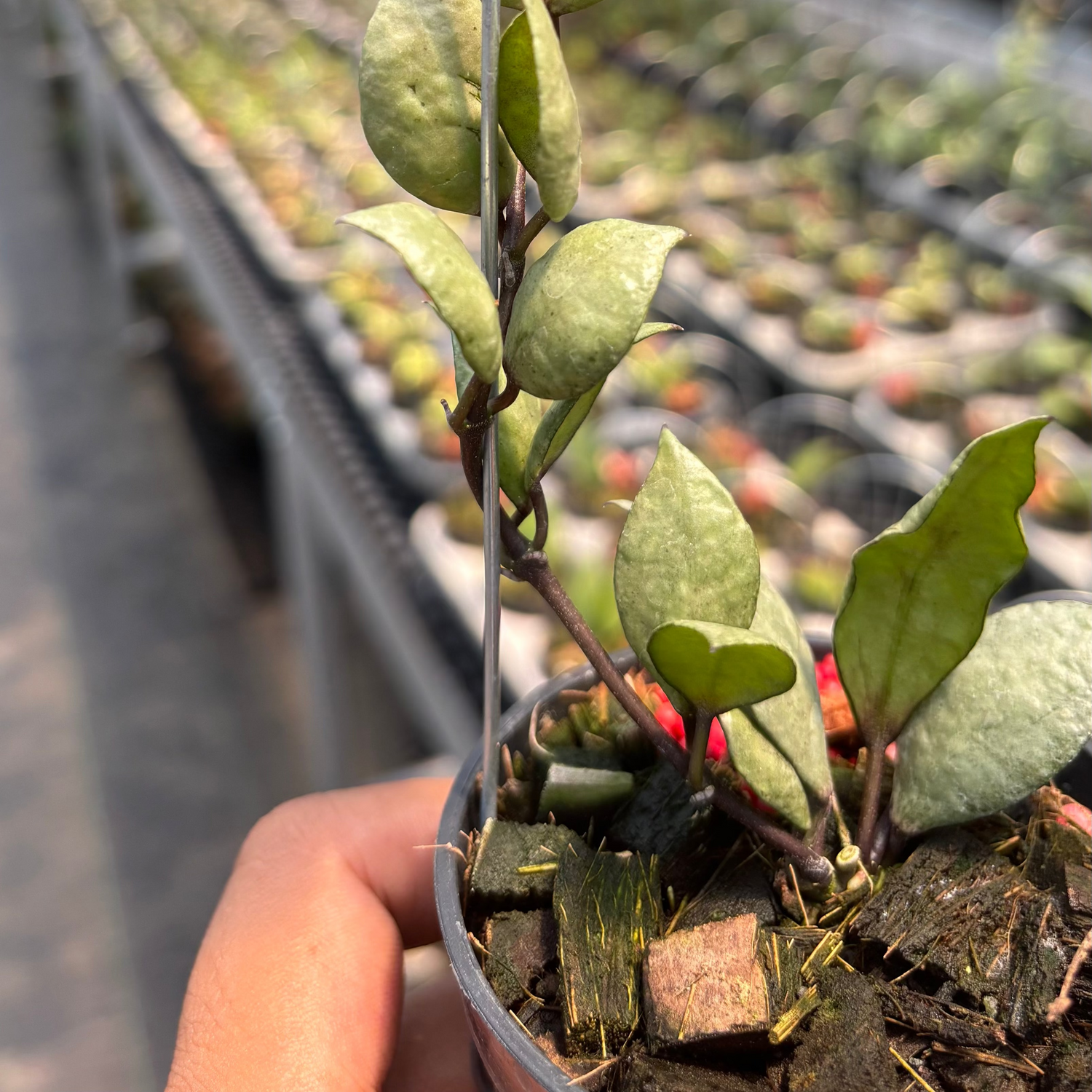 Hoya Lacunosa "Violet"
