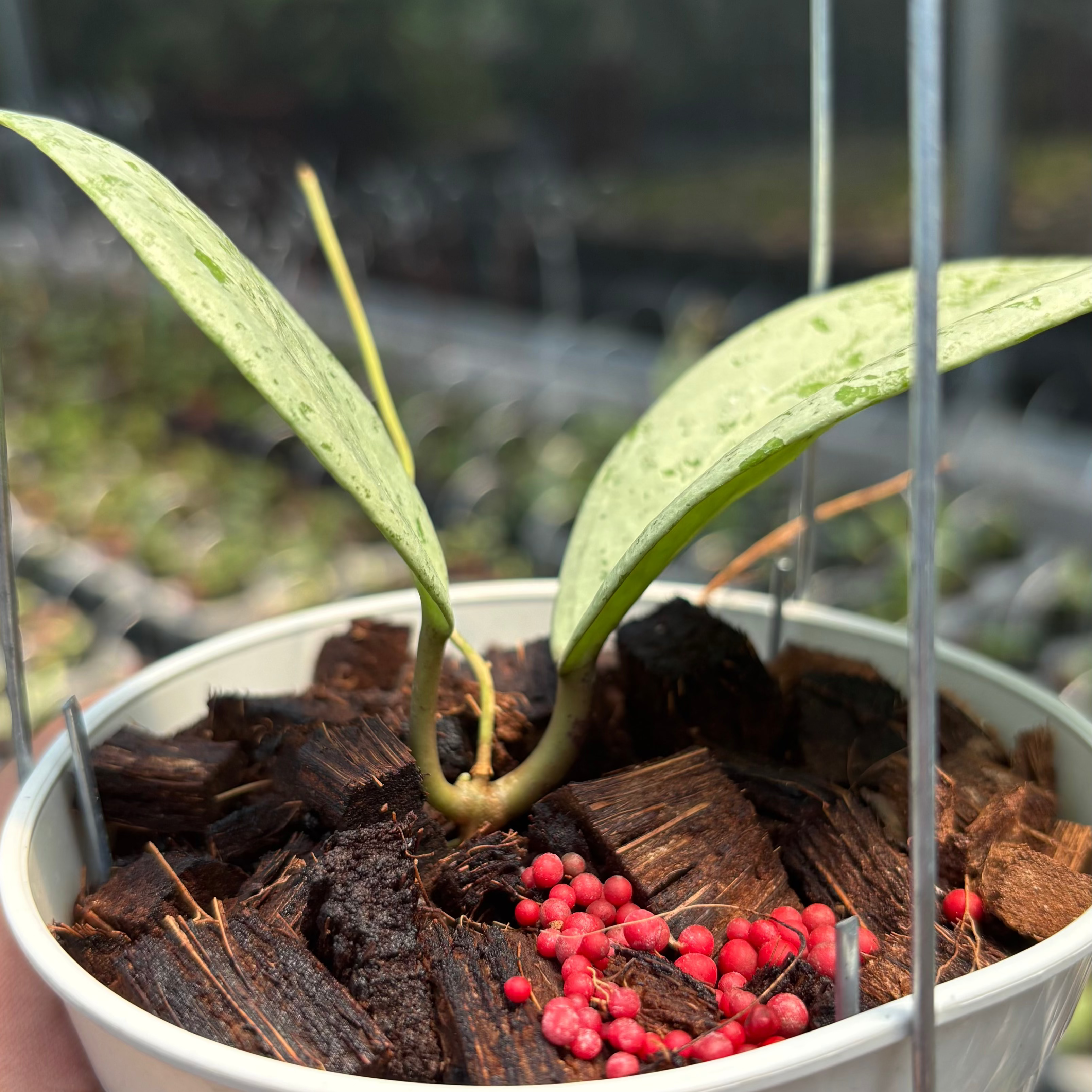 Hoya Glabra Borneo "Solver" VN-854
