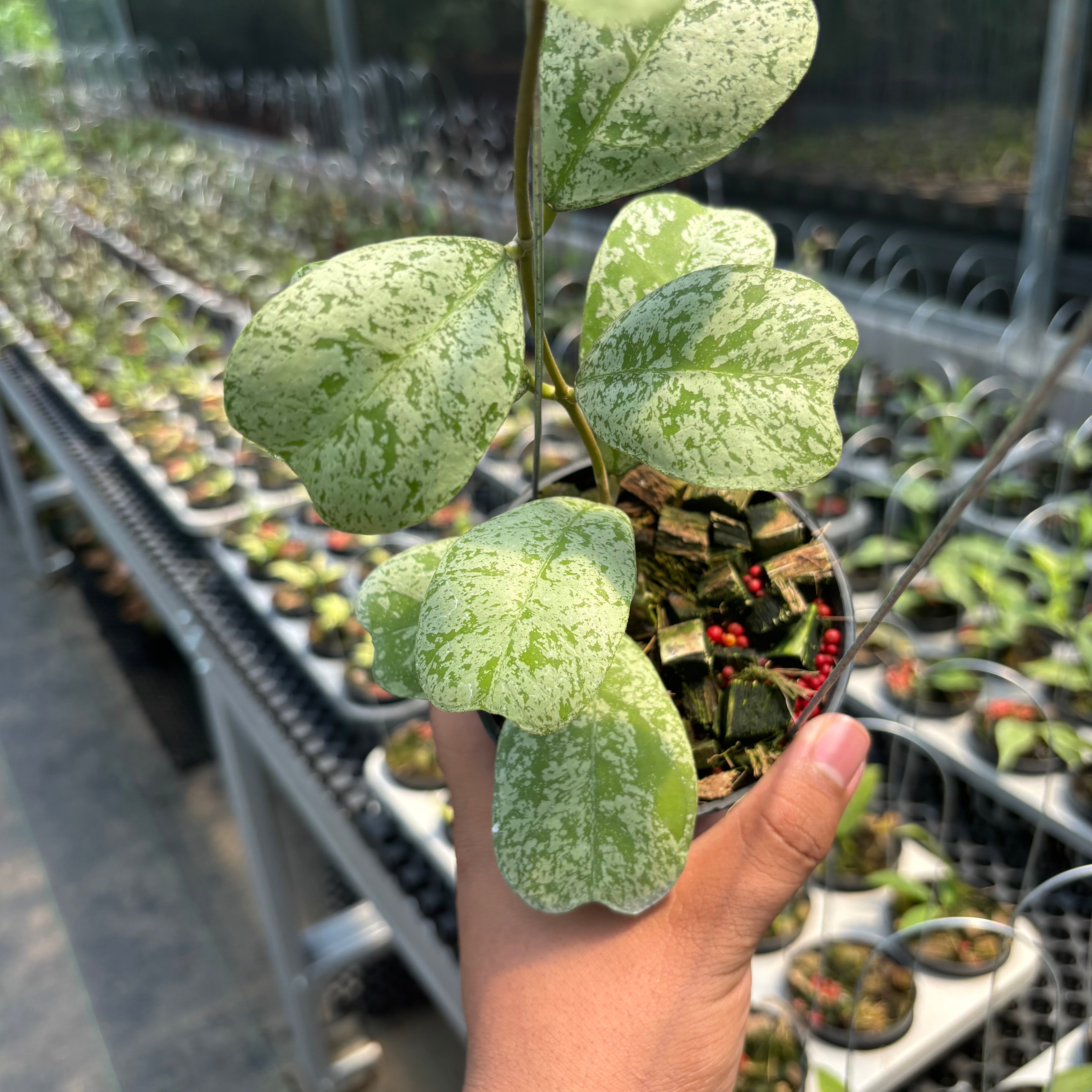 Hoya Deykei "Morning Dew"