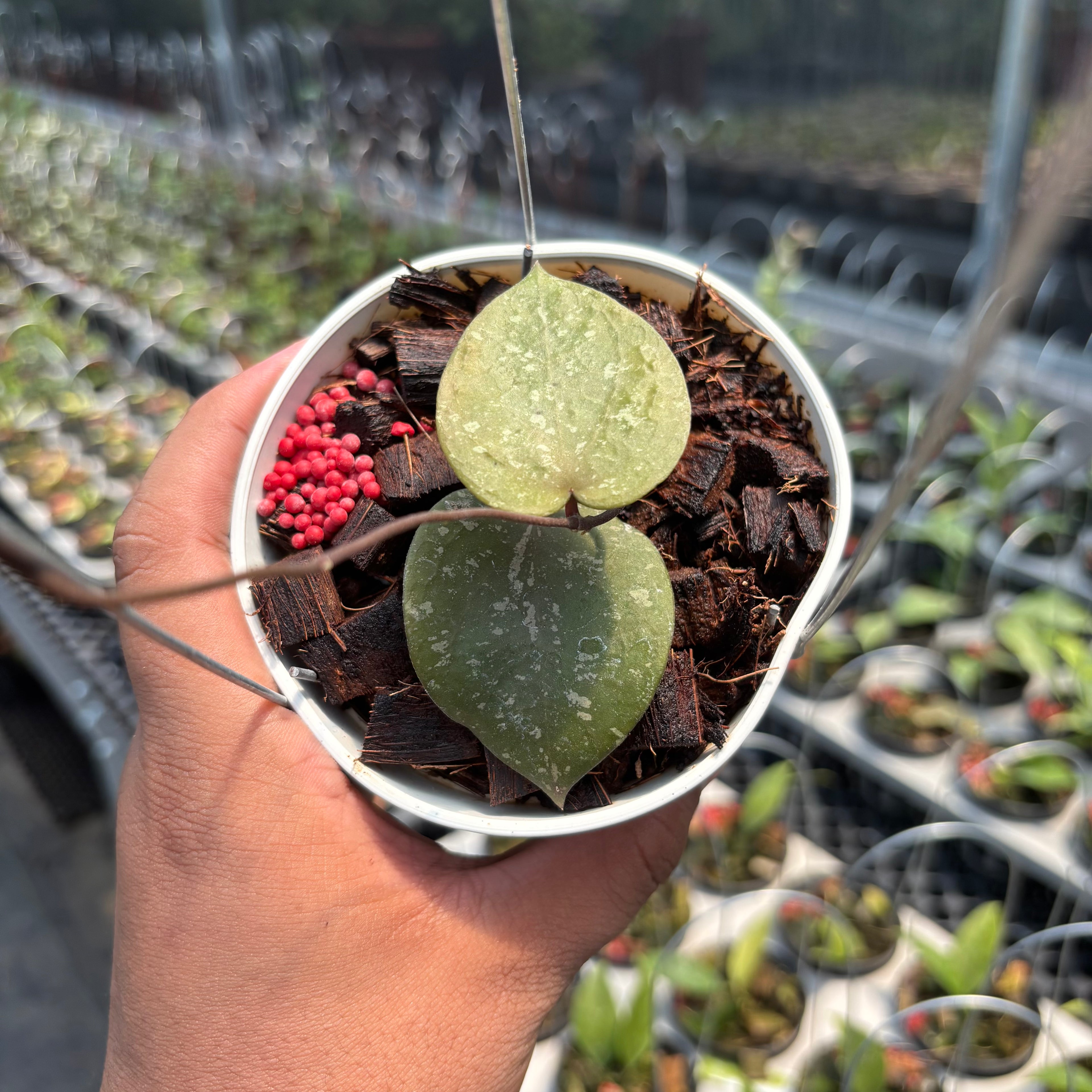 Hoya Verticillata x Hoya Imbricata