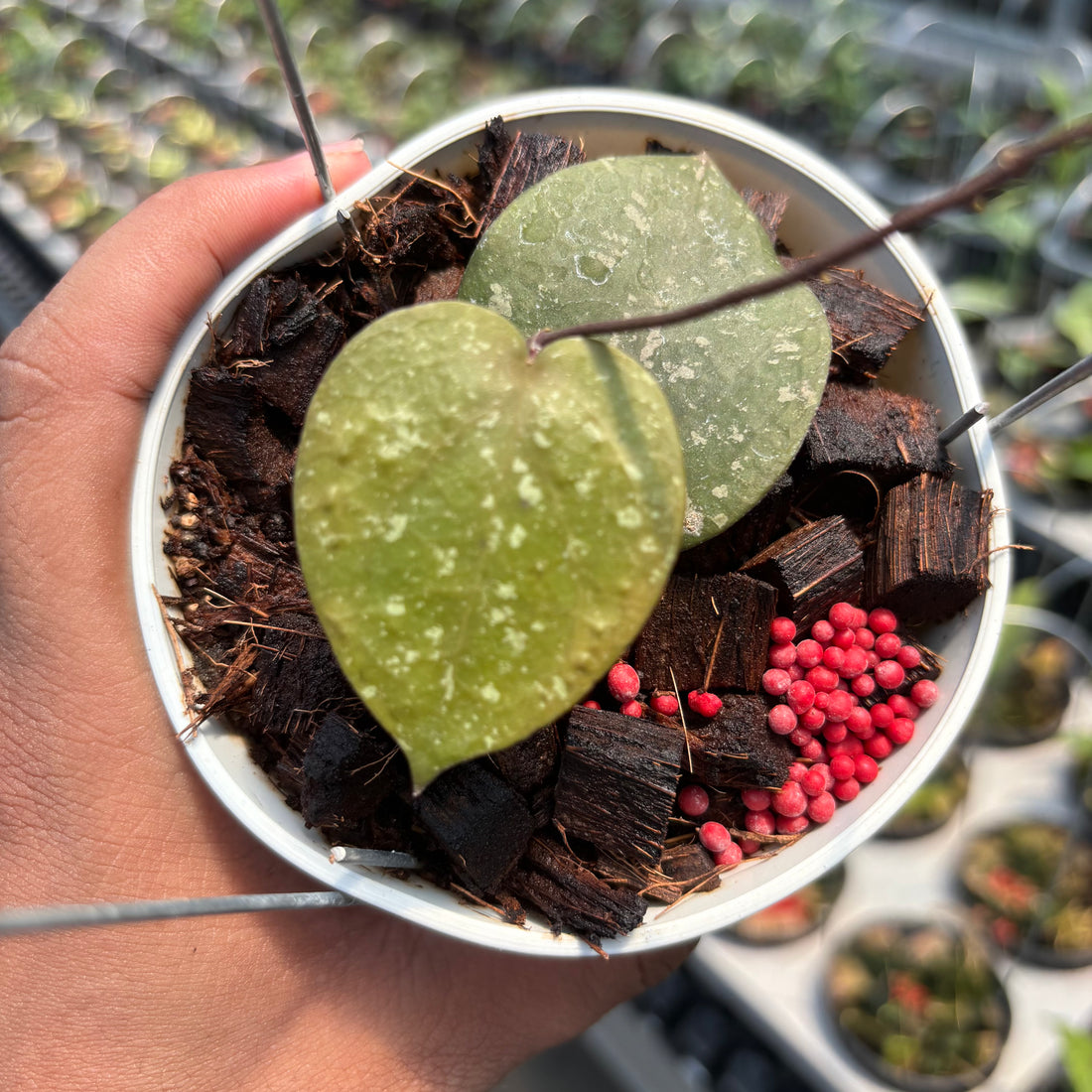 Hoya Verticillata x Hoya Imbricata