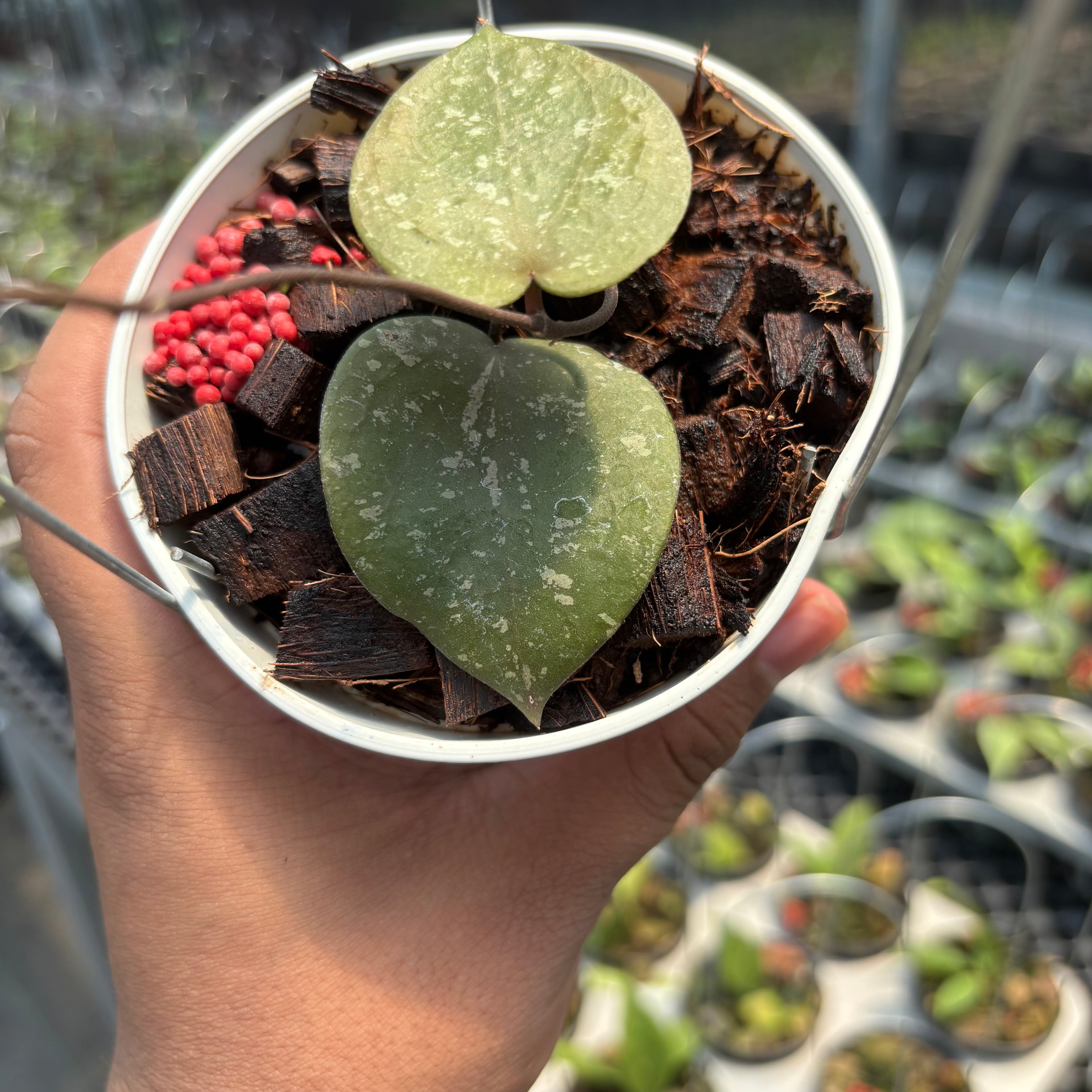 Hoya Verticillata x Hoya Imbricata